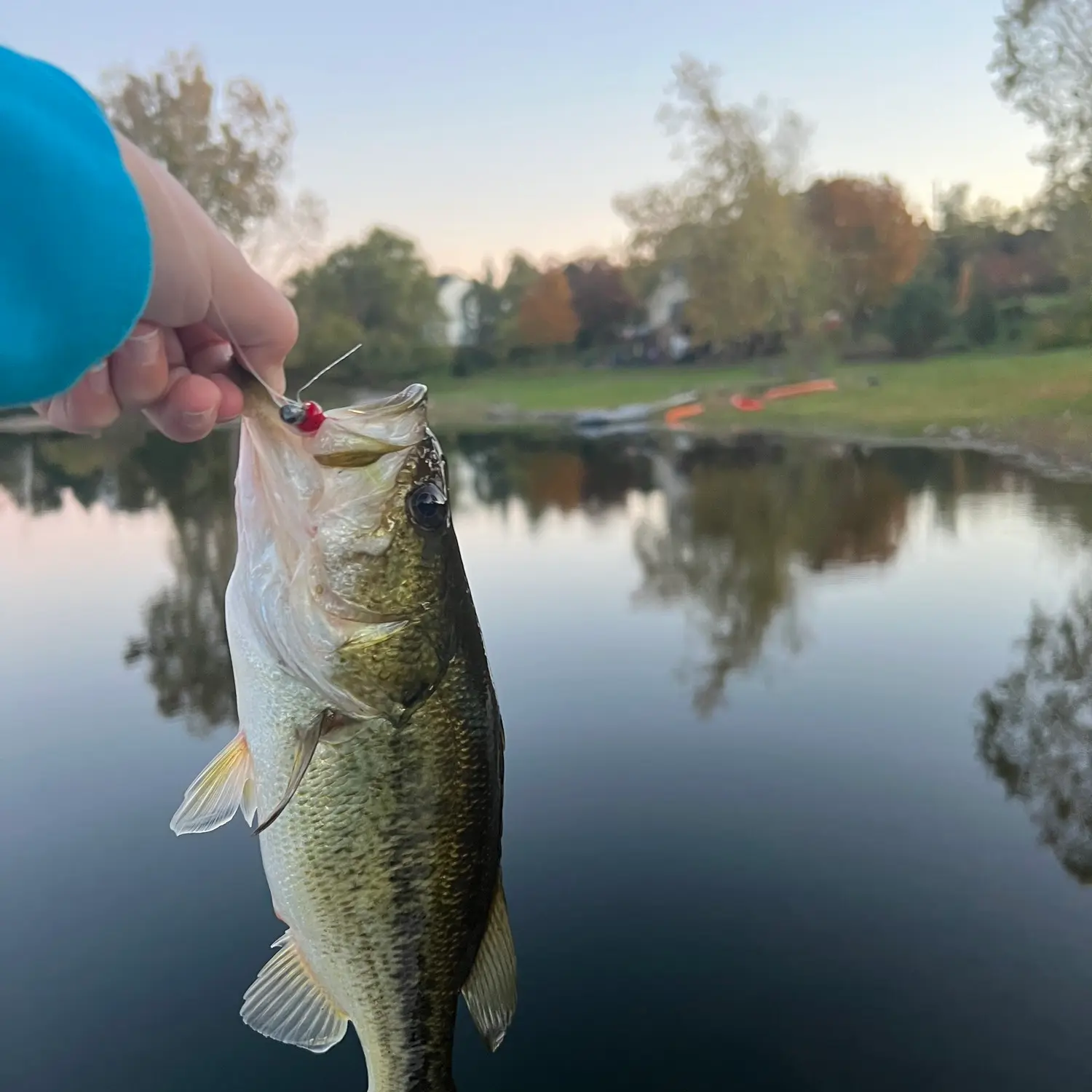 ᐅ Sears Lake fishing reports🎣• Wixom, MI (United States) fishing