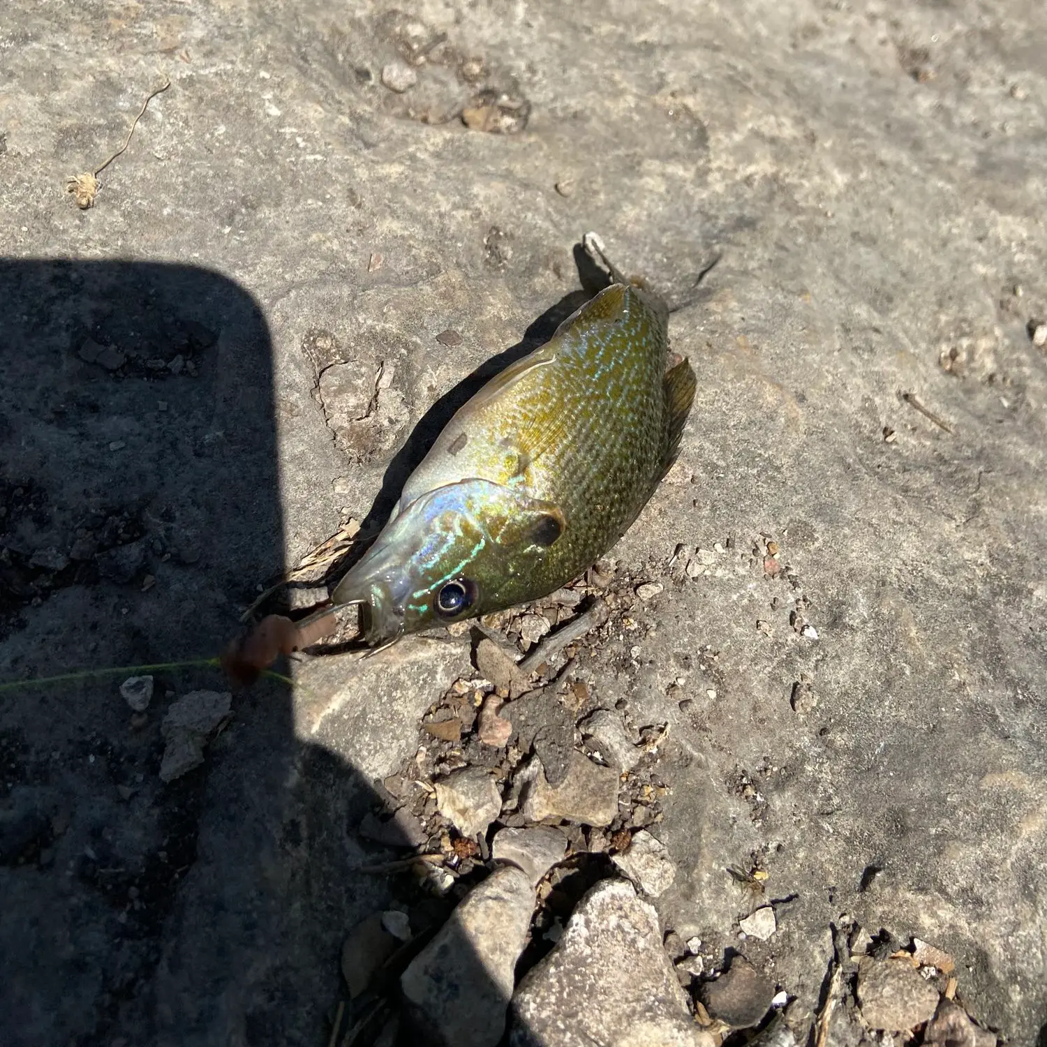 ᐅ Shirley McDonald Park Pond fishing reports🎣• Brushy Creek, TX (United ...