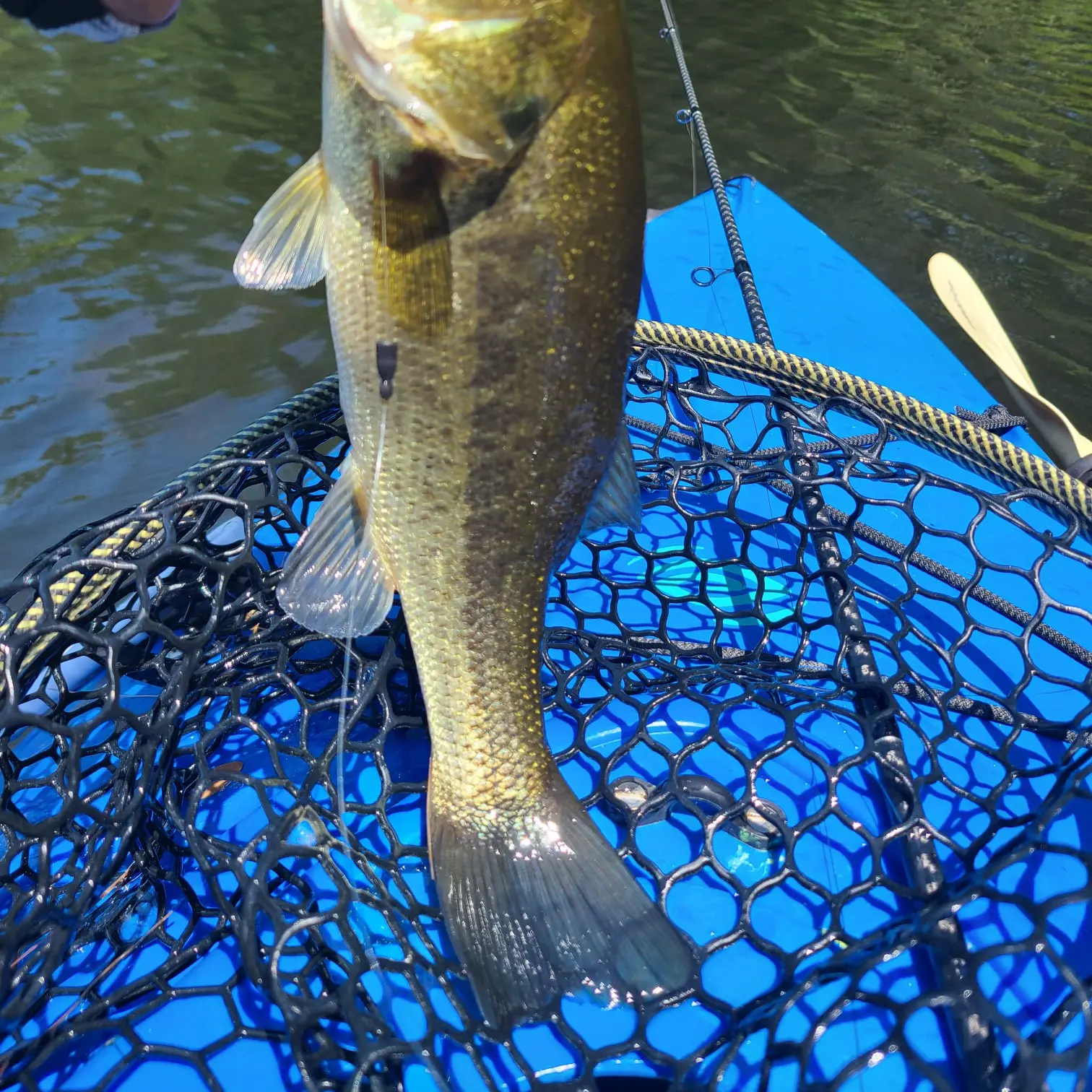 ᐅ Wadsworth Falls fishing reports🎣• Middletown, CT (United