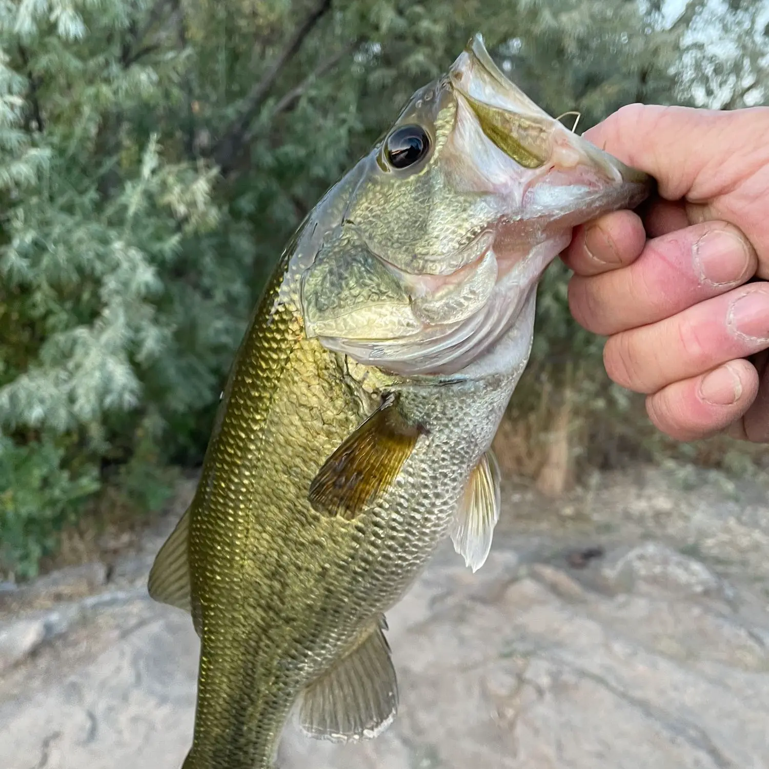 Bass Fishing Dierkes Lake - Kraken Bass