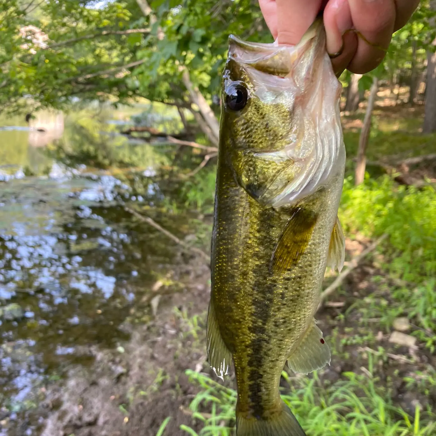 ᐅ Burnett Brook fishing reports🎣• Randolph, NJ (United States