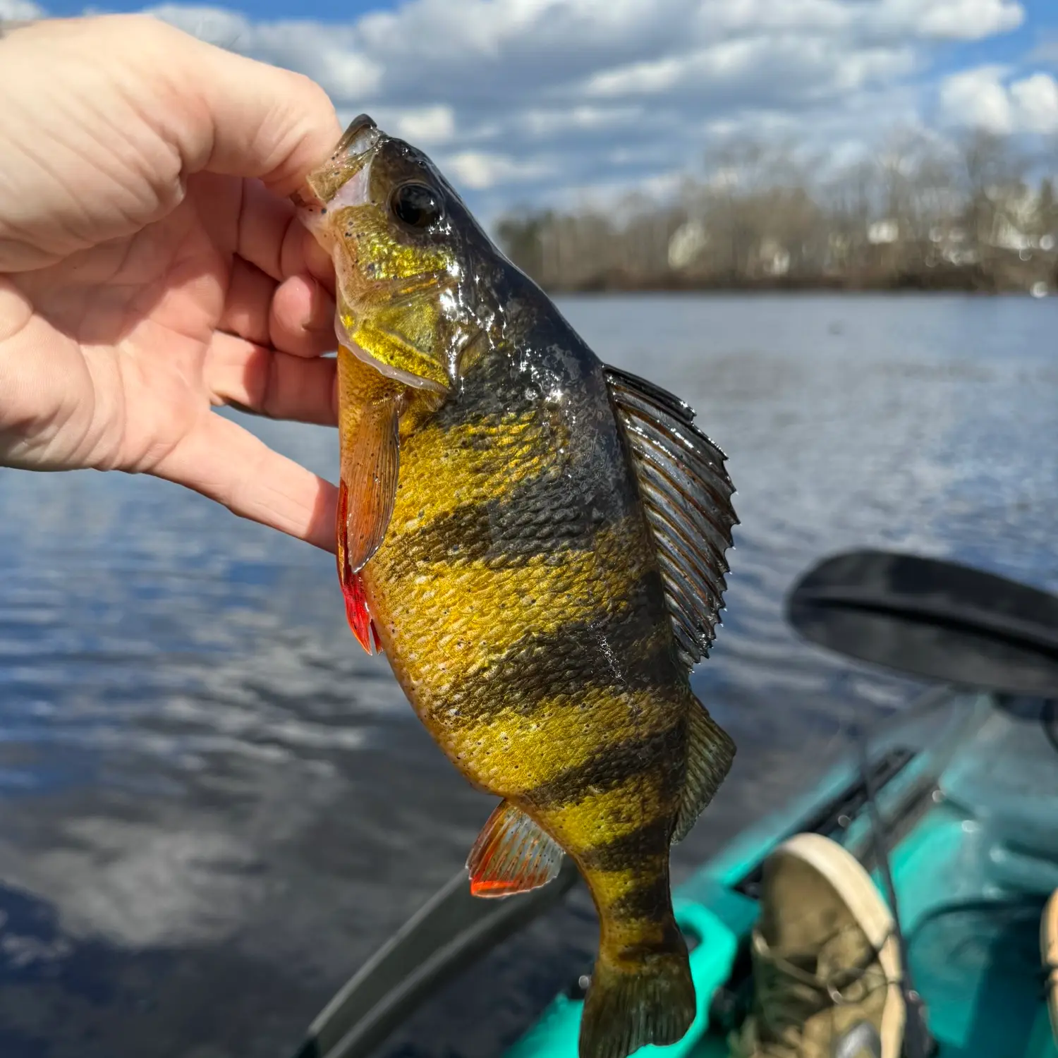 ᐅ Motley Pond fishing reports🎣• Dedham, MA (United States) fishing