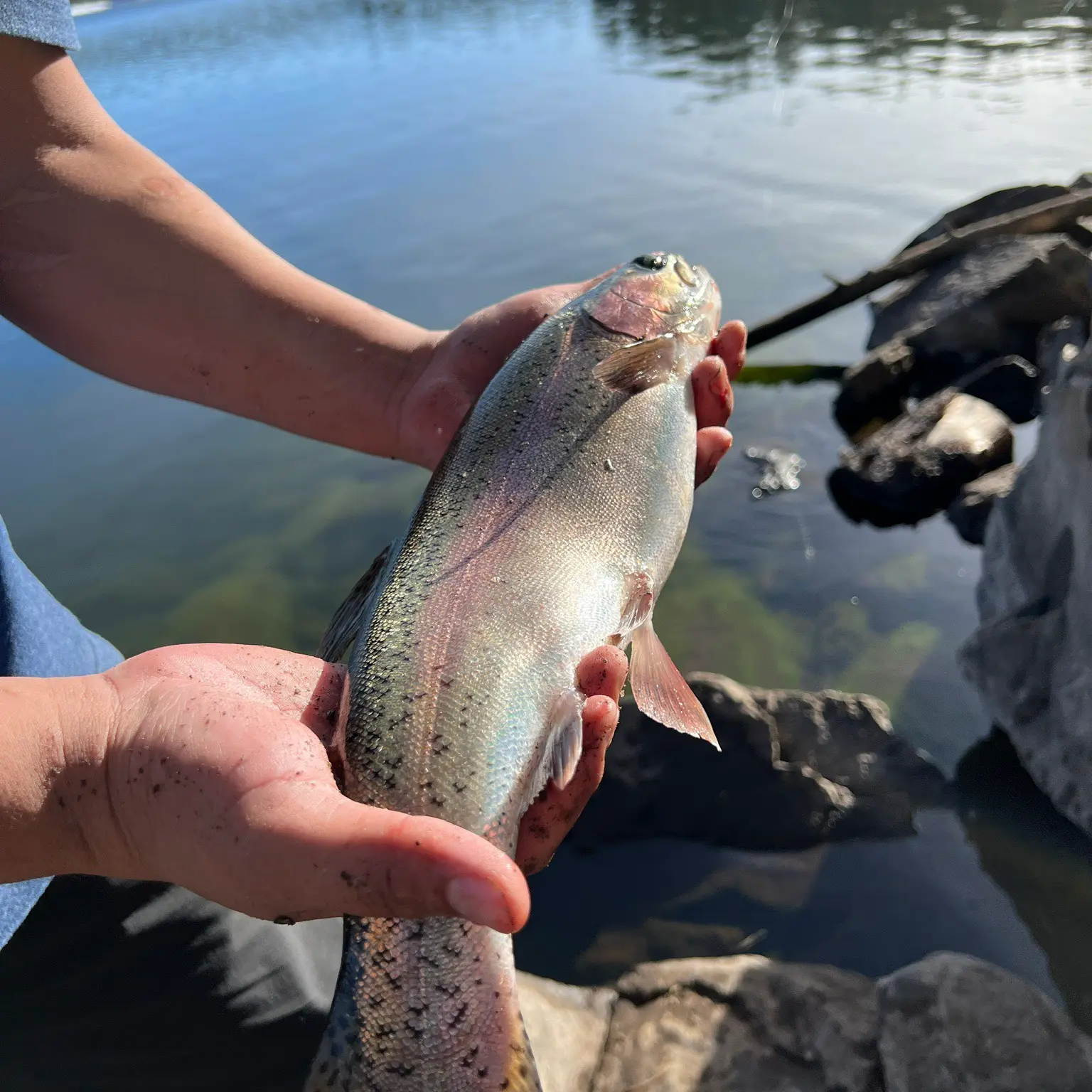 ᐅ Hawley Lake Fishing Reports🎣• Show Low, Az (united States) Fishing