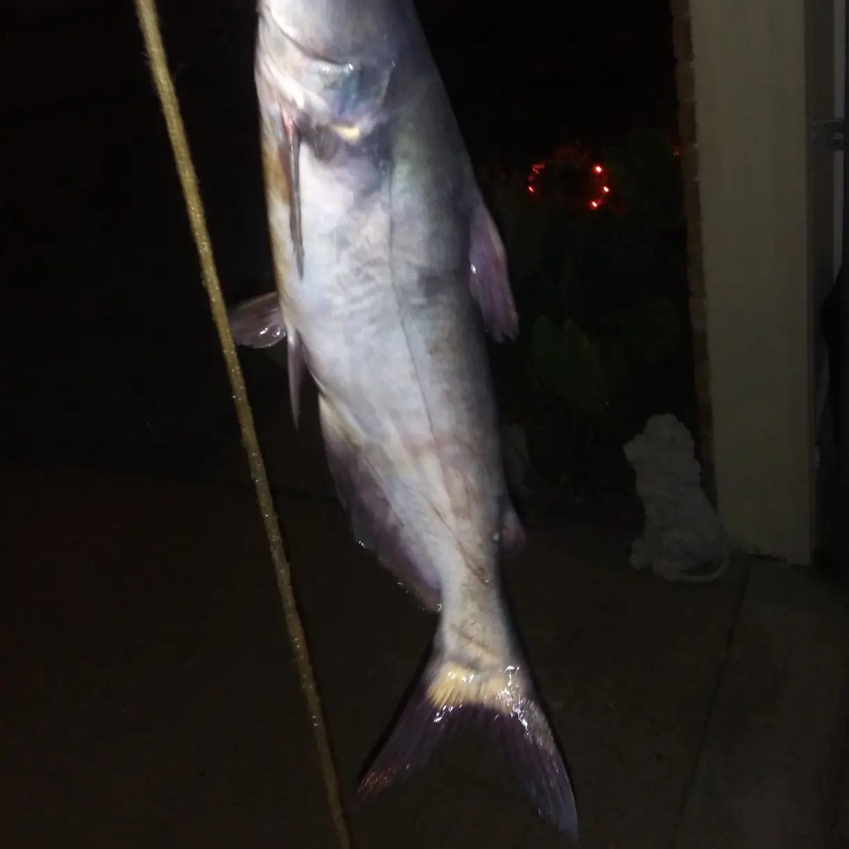 Catching catfish!!!! Sardis Lake 