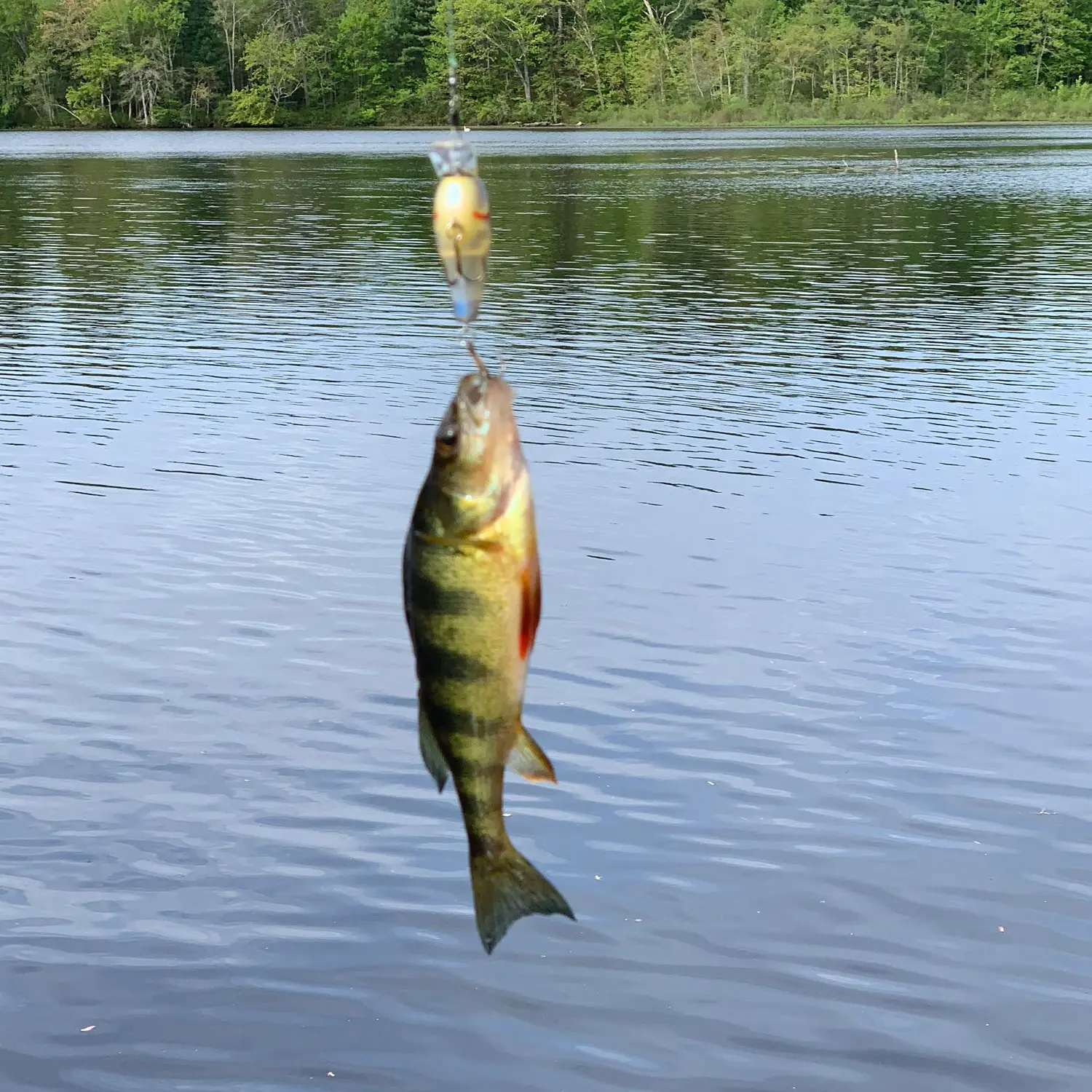 ᐅ Tarkiln Pond fishing reports🎣• North Smithfield, RI (United