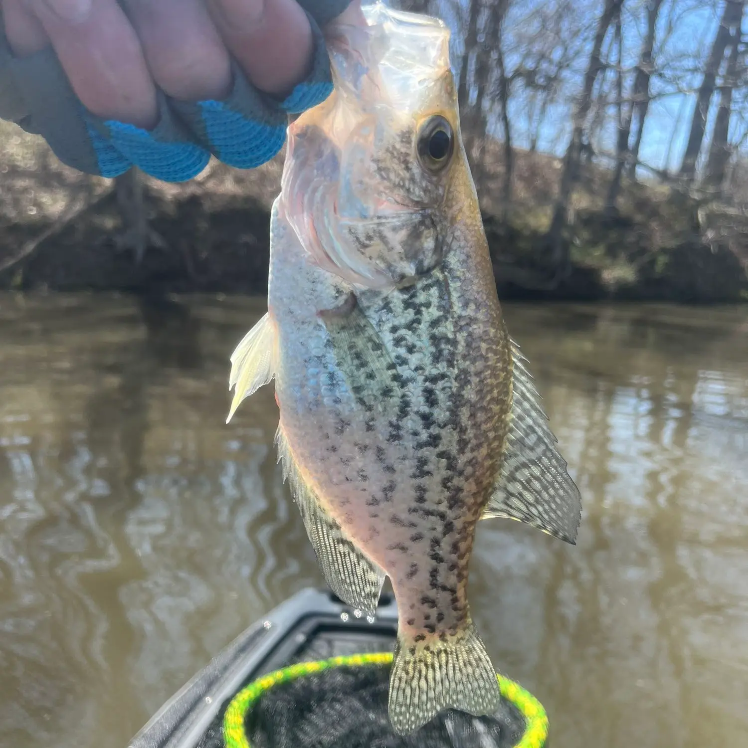 ᐅ Old Gillespie Lake fishing reports🎣• Alton, IL (United States) fishing