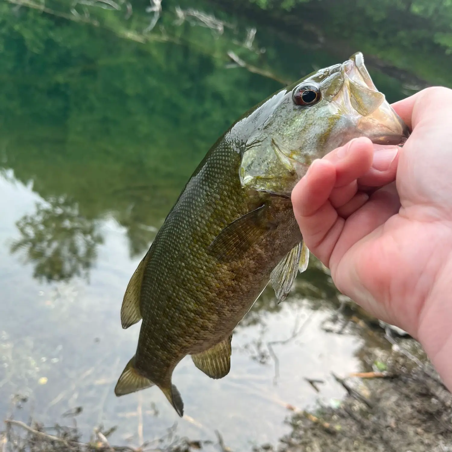 Litton's Fishing Lines: Newark Watershed Reservoirs Smallmouth