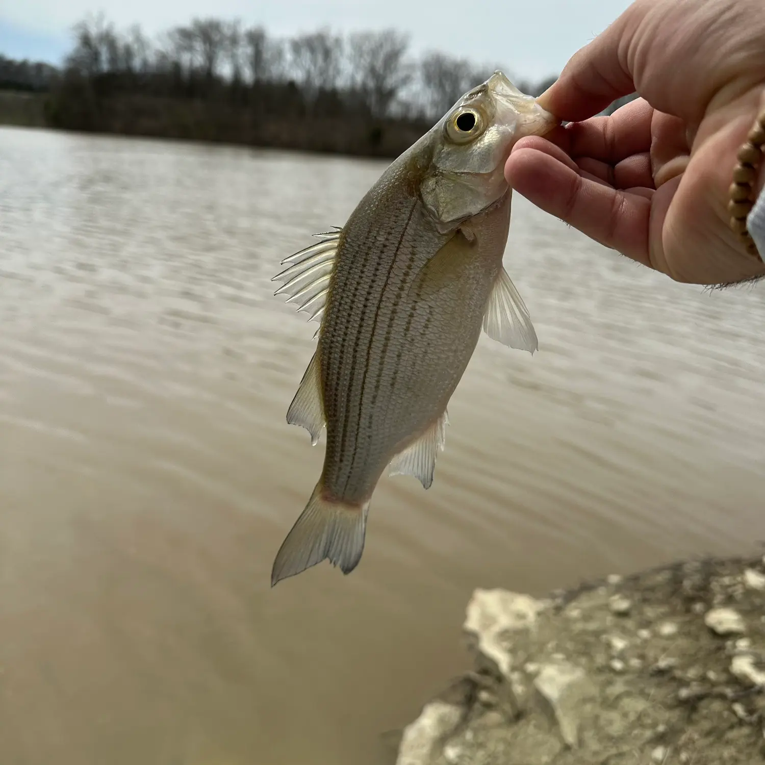 Flat Fork Fishing, Flat Fork Tail, Esfishing Flat