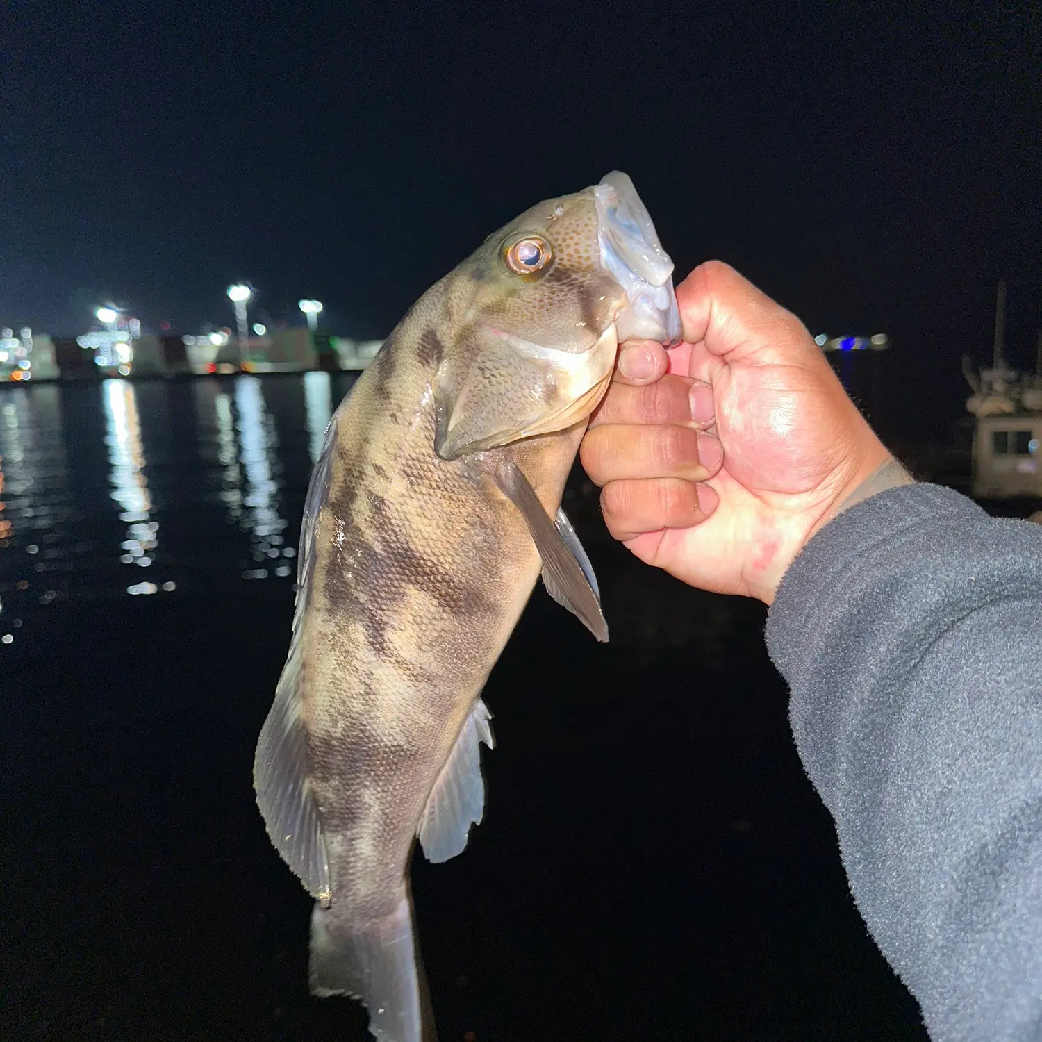 LA Harbor Halibut