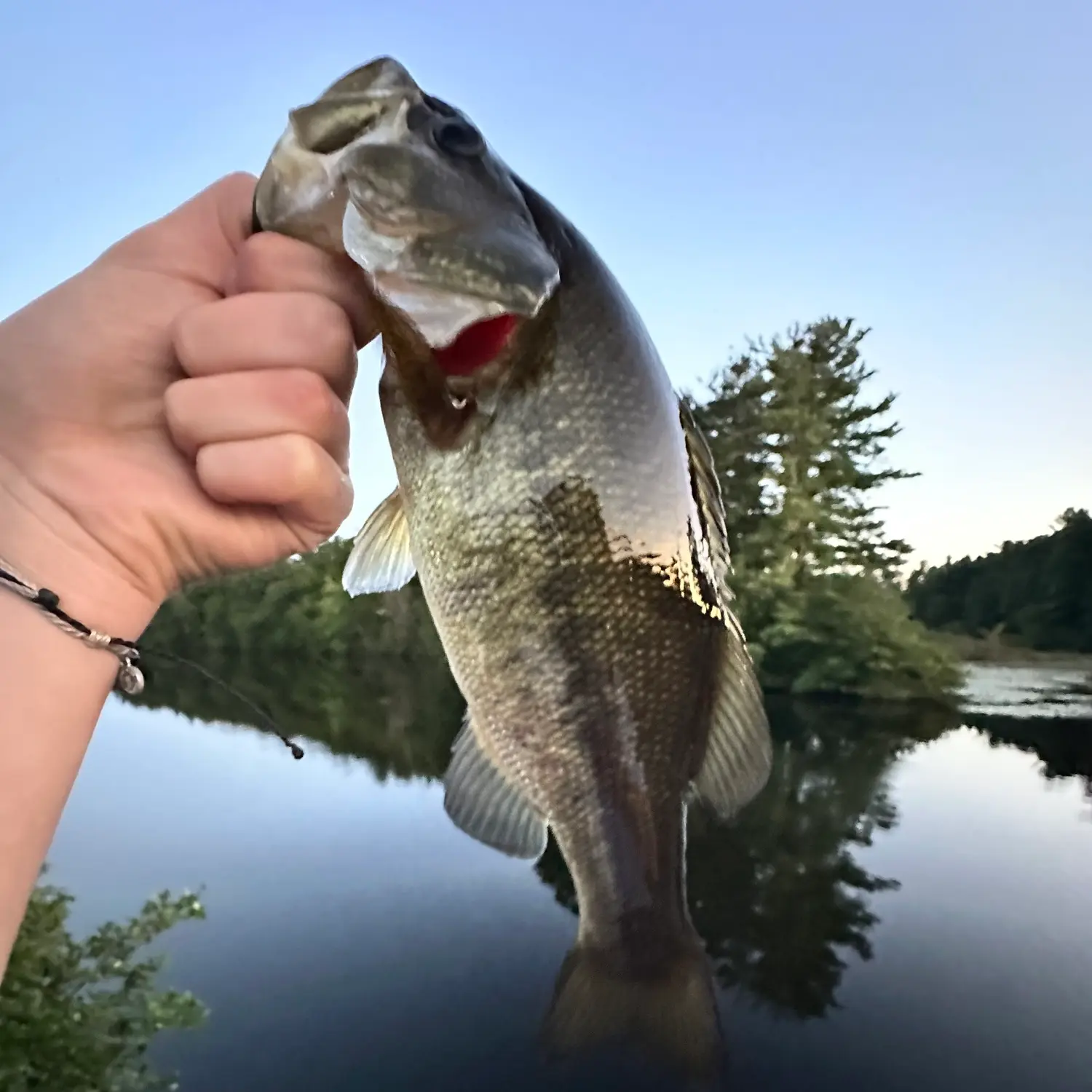 ᐅ Lake Whitney Fishing Reports🎣• Hamden, Ct (united States) Fishing