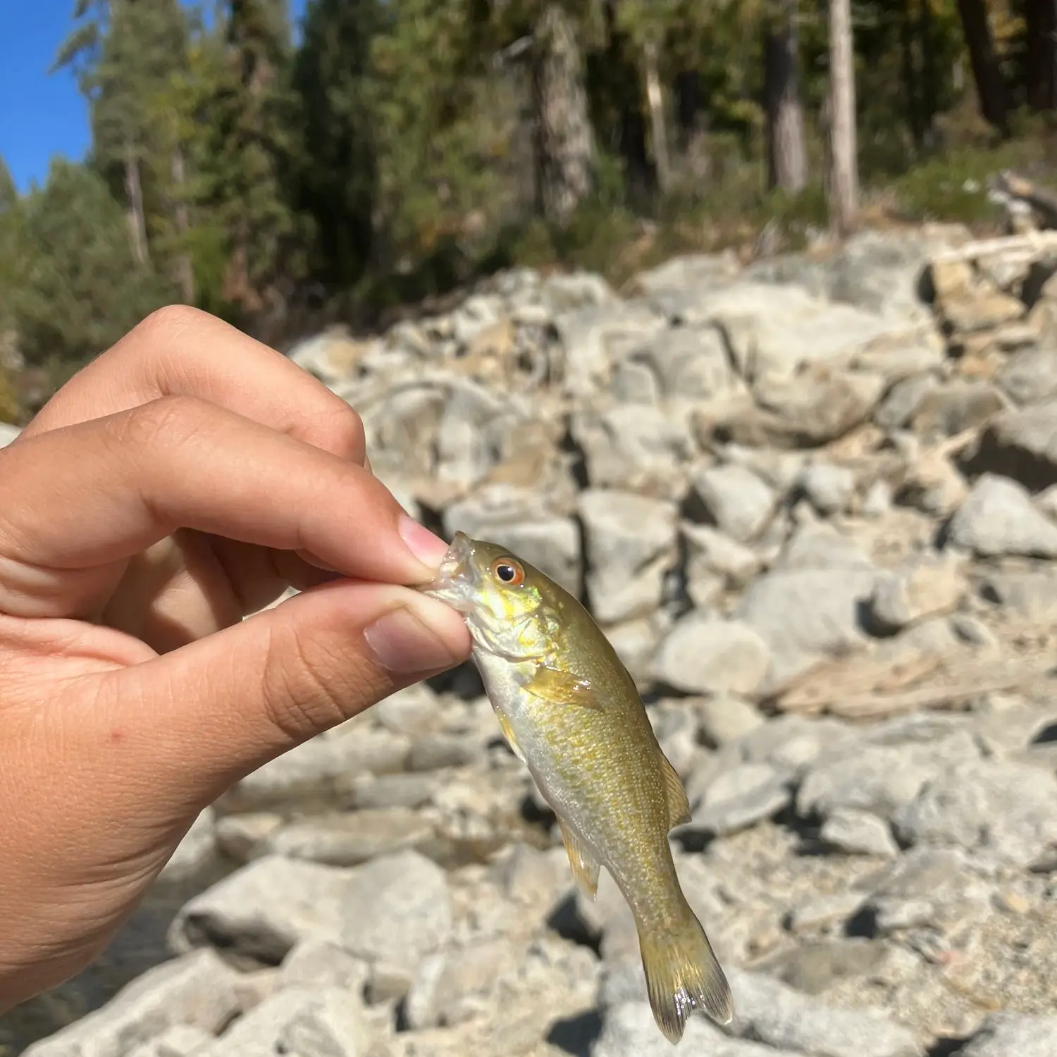 Fishing report for week of Aug. 22-28, Shaver kokanee, Eastman/Pine Flat  bass hot