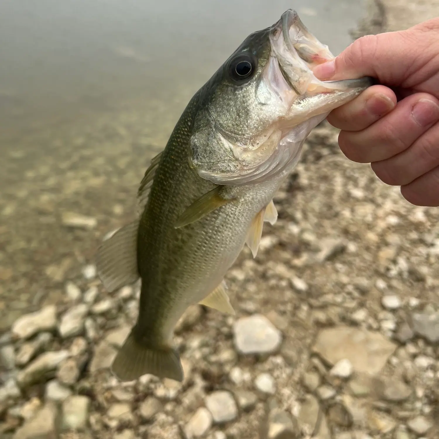 ᐅ Lake Waxahachie fishing reports🎣• Waxahachie, TX (United States) fishing