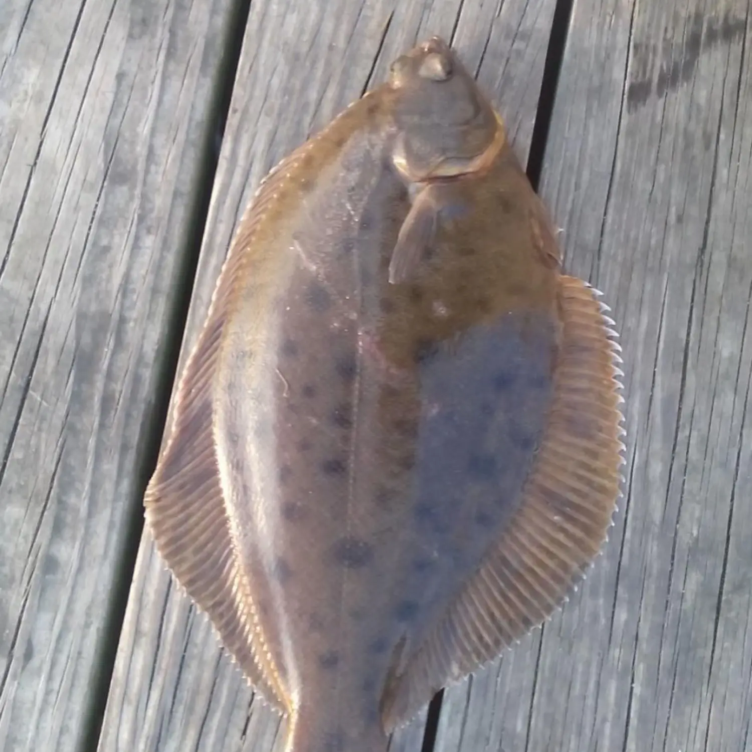 Light Dawns on Marblehead: Fishing for Winter Flounder with Sigler