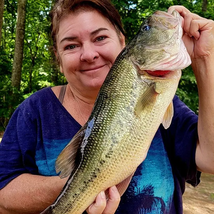 ᐅ Laurel Hill Lake fishing reports🎣• Lawrenceburg, TN (United States ...