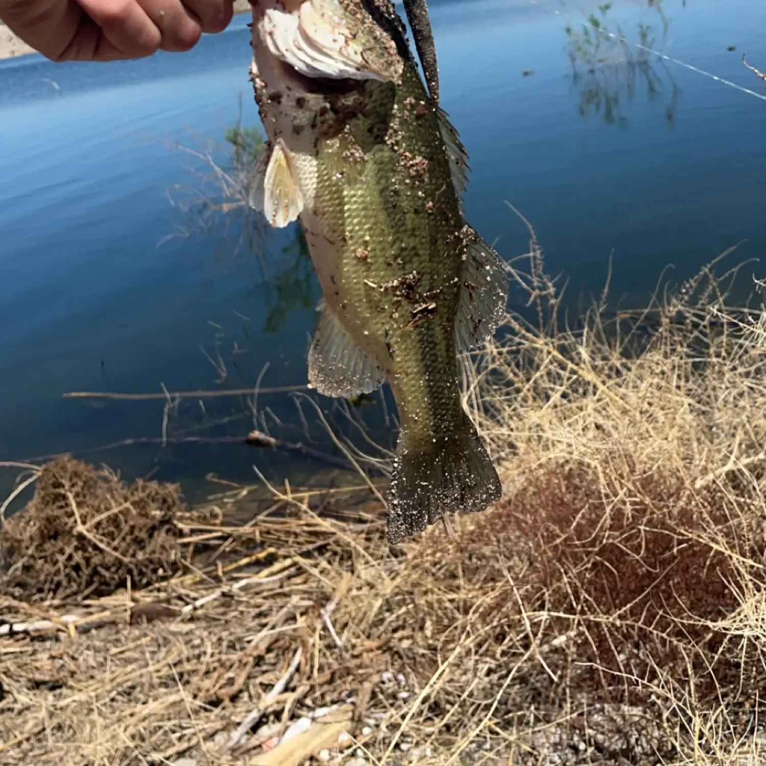 5/12/23 Government Wash, Lake Mead. Fishing for Stripers! 