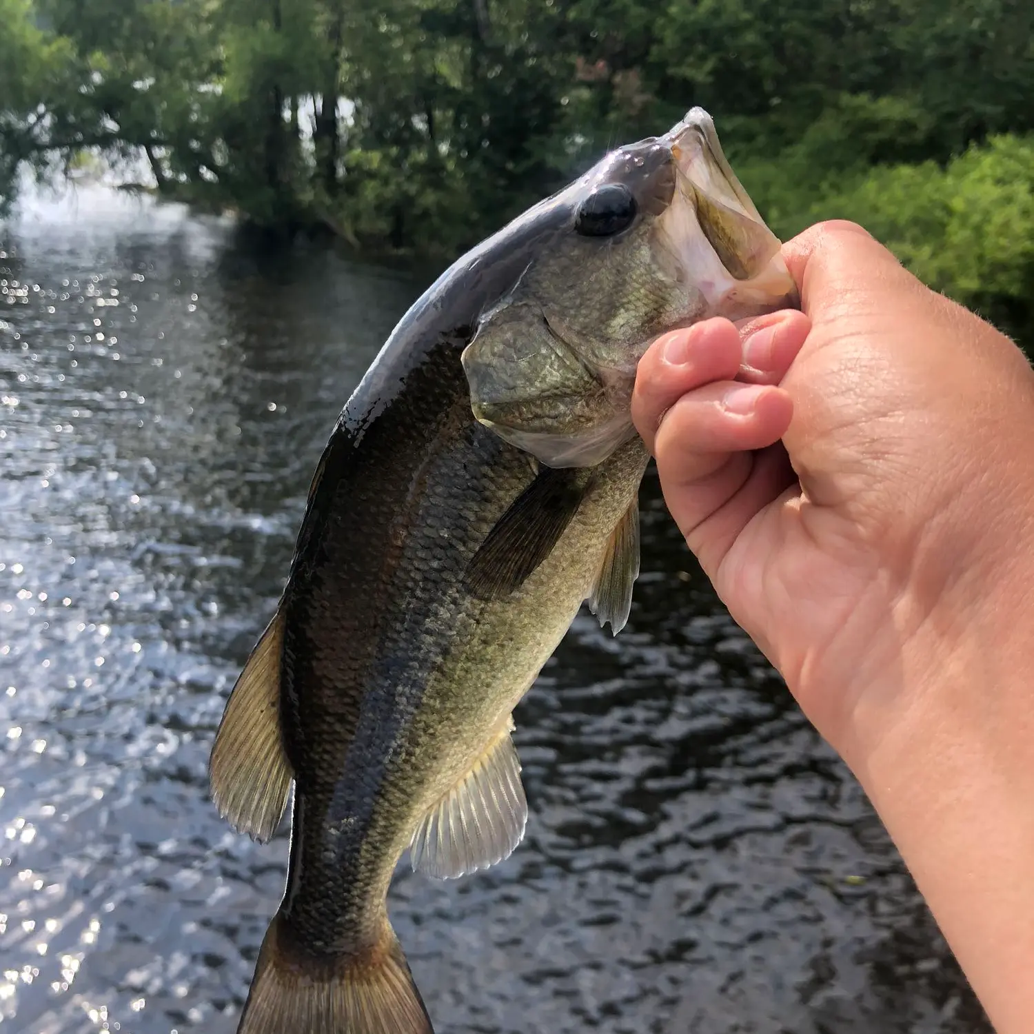 ᐅ Shenipsit Lake fishing reports🎣• Ellington, CT (United States) fishing