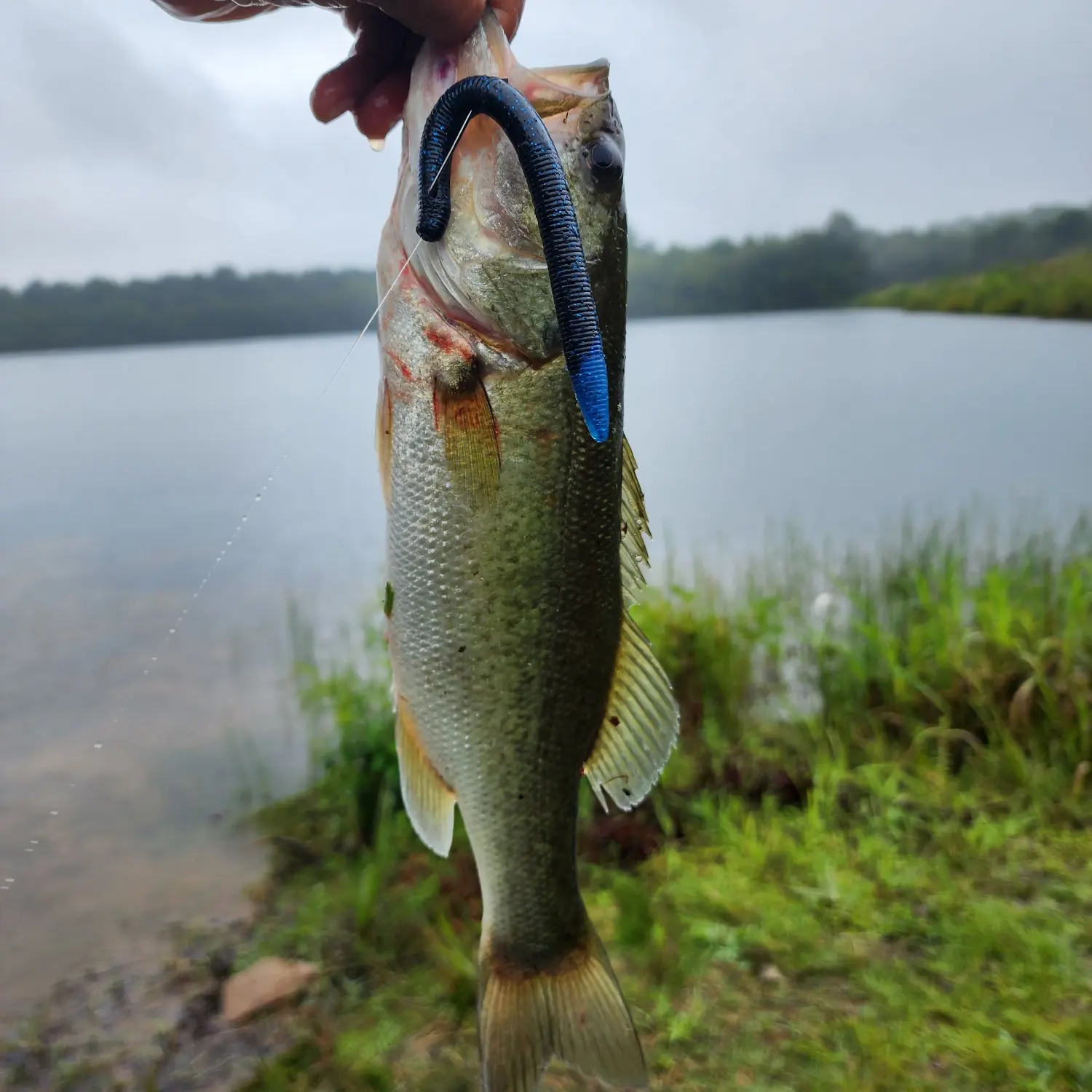 Amelia Lake Fishing Reports