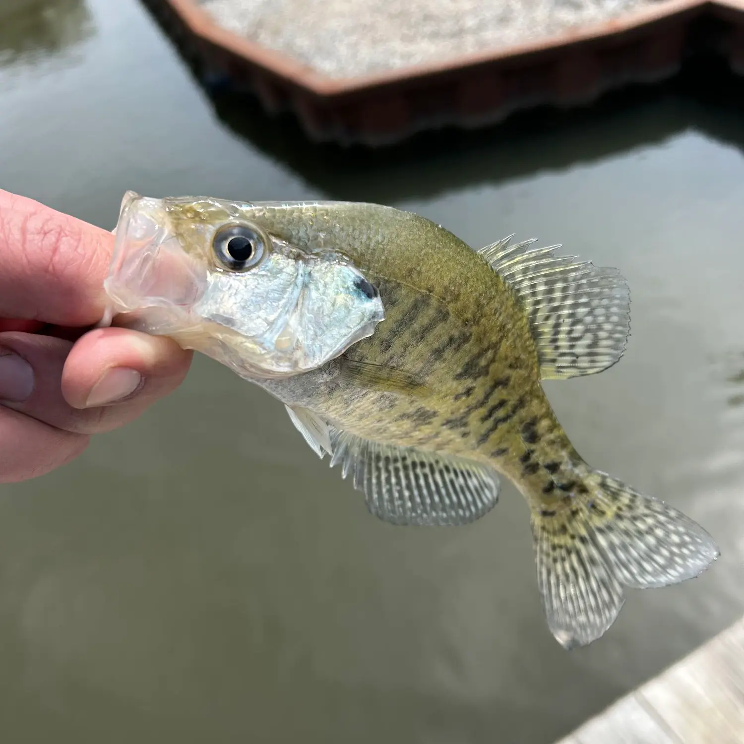 crappie fishing the big monon monticello indiana｜TikTok Search