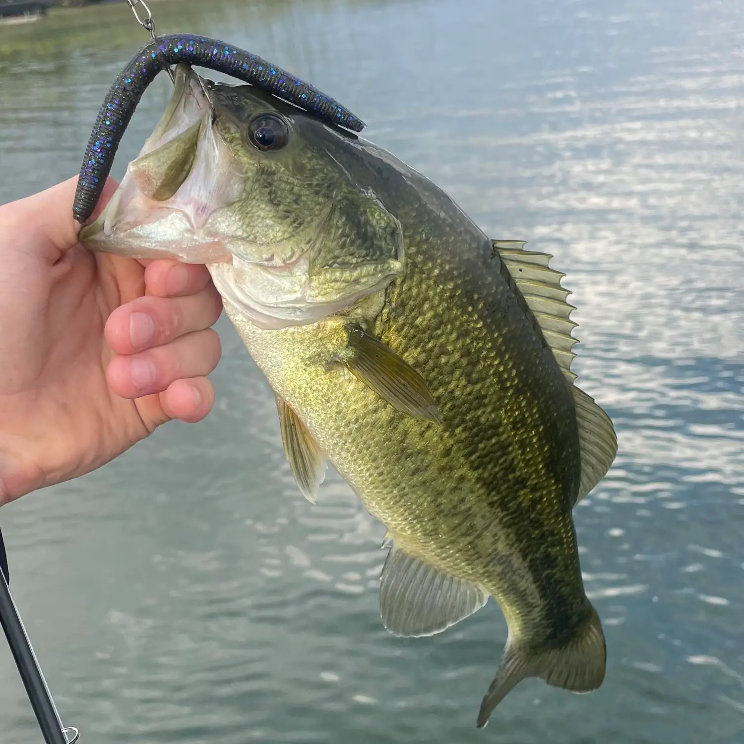 ᐅ Lake Minnewaska fishing reports🎣• Alexandria, MN (United States) fishing