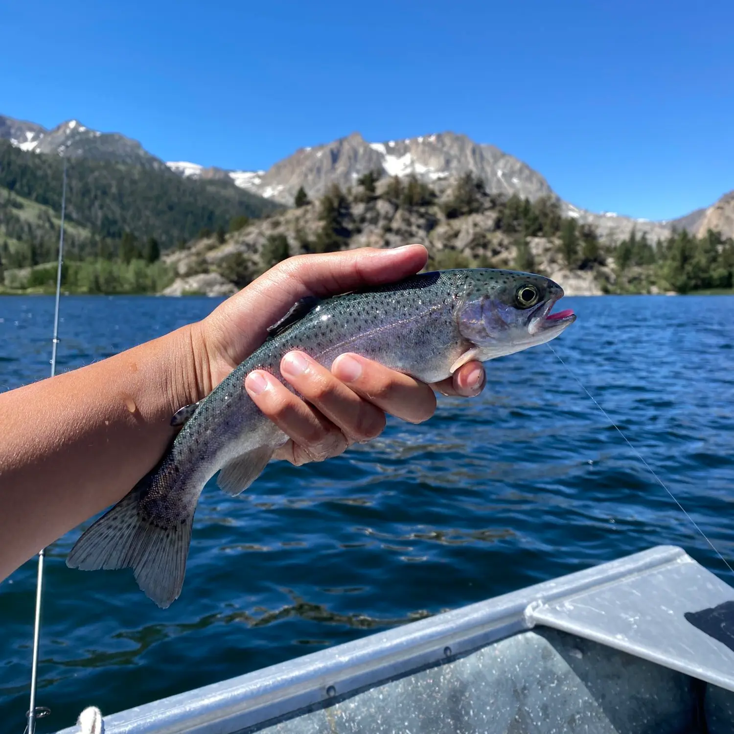 ᐅ Gull Lake fishing reports🎣• CA, United States fishing