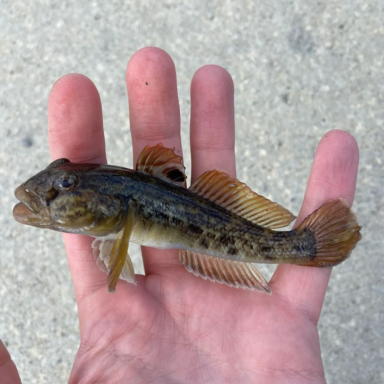 Fishing for Round goby near you