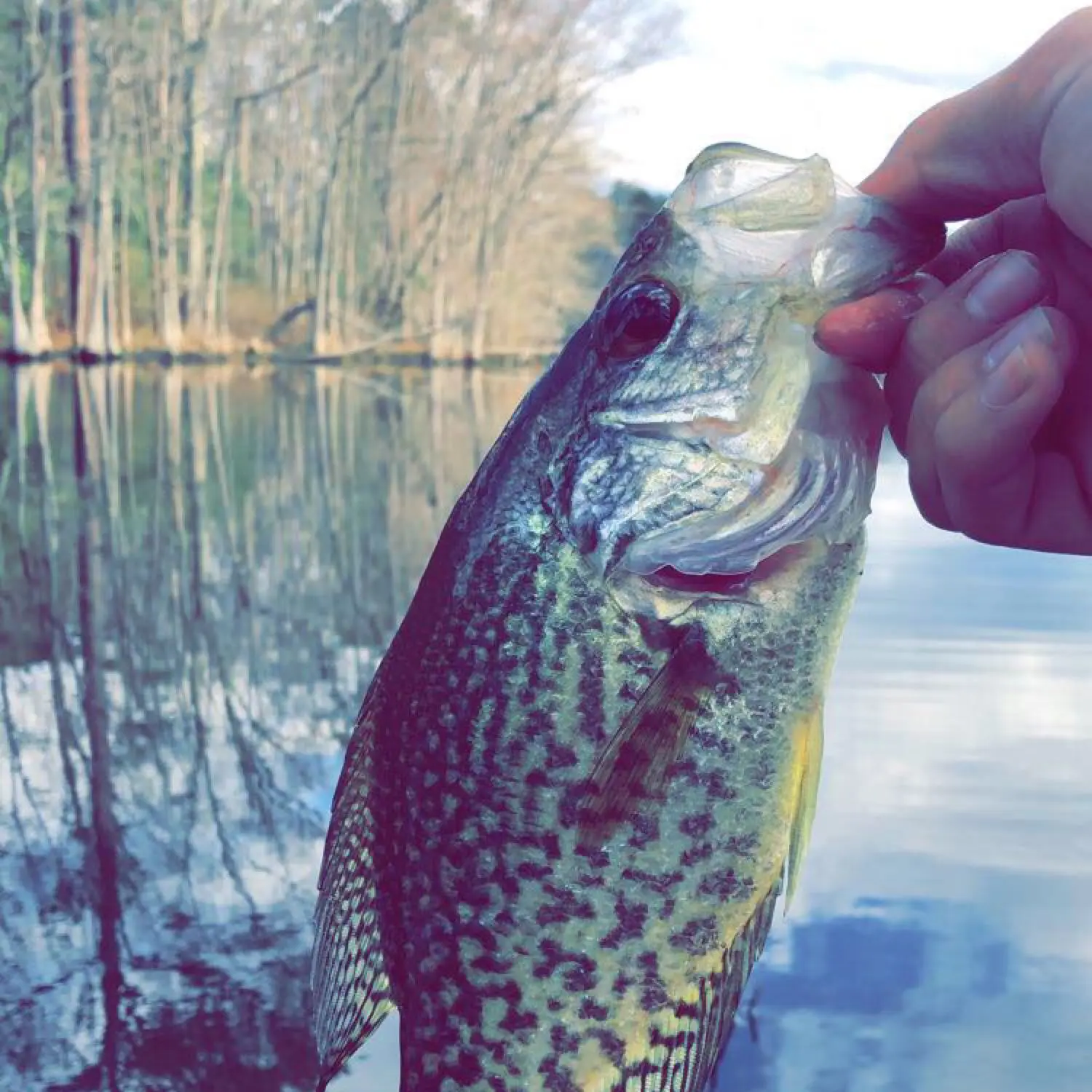 ᐅ Izaak Walton Pond fishing reports🎣• Petersburg, VA (United
