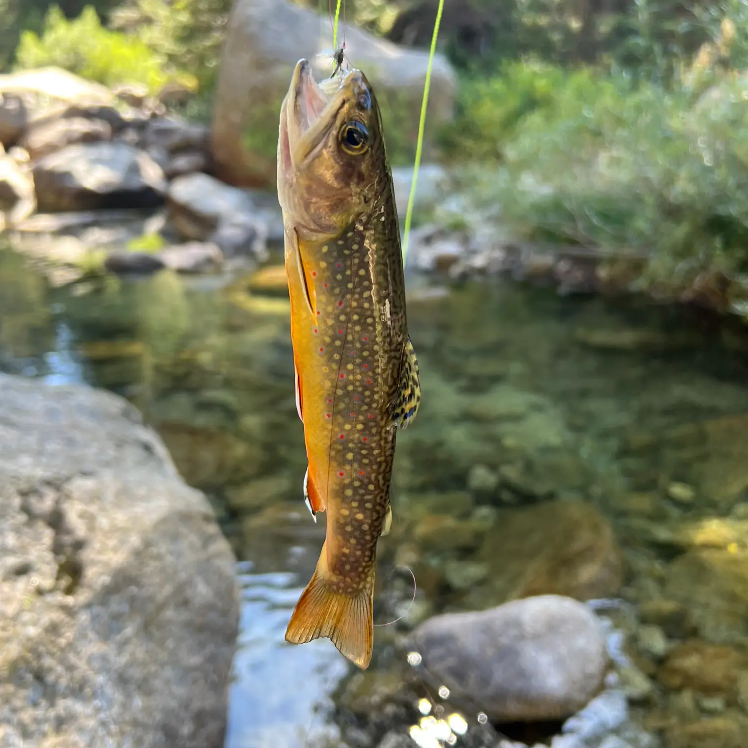 ᐅ Marble Fork Kaweah River fishing reports🎣• Orange Cove, CA (United ...