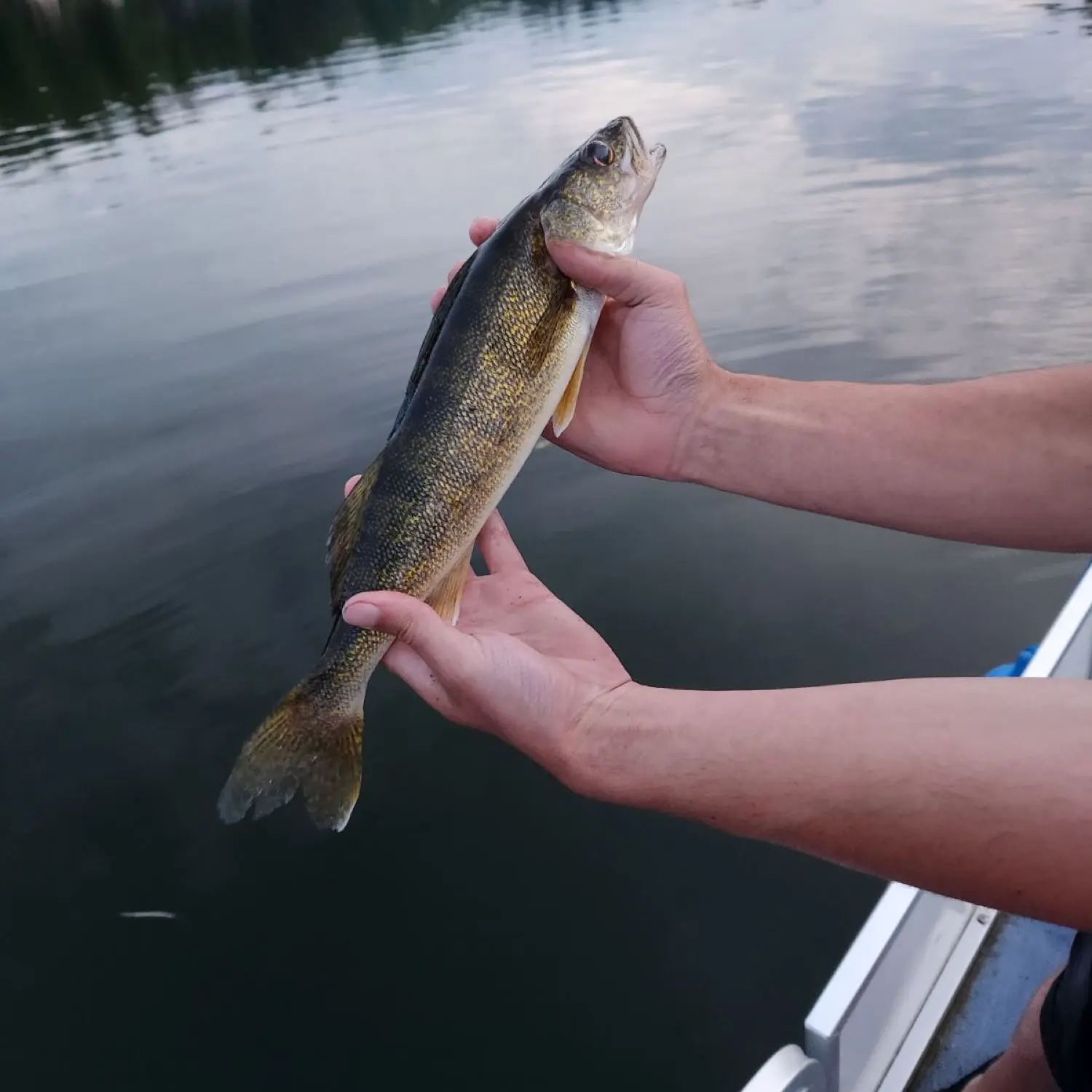 Fishing for Walleye in the Eagle River Chain of Lakes