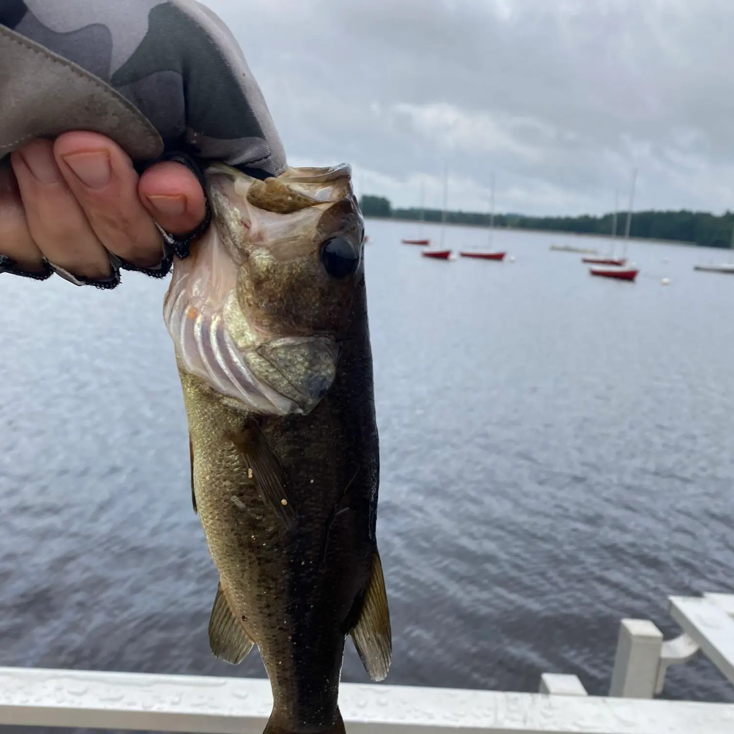 ᐅ Hopkinton Reservoir fishing reports🎣• South Hadley, MA (United