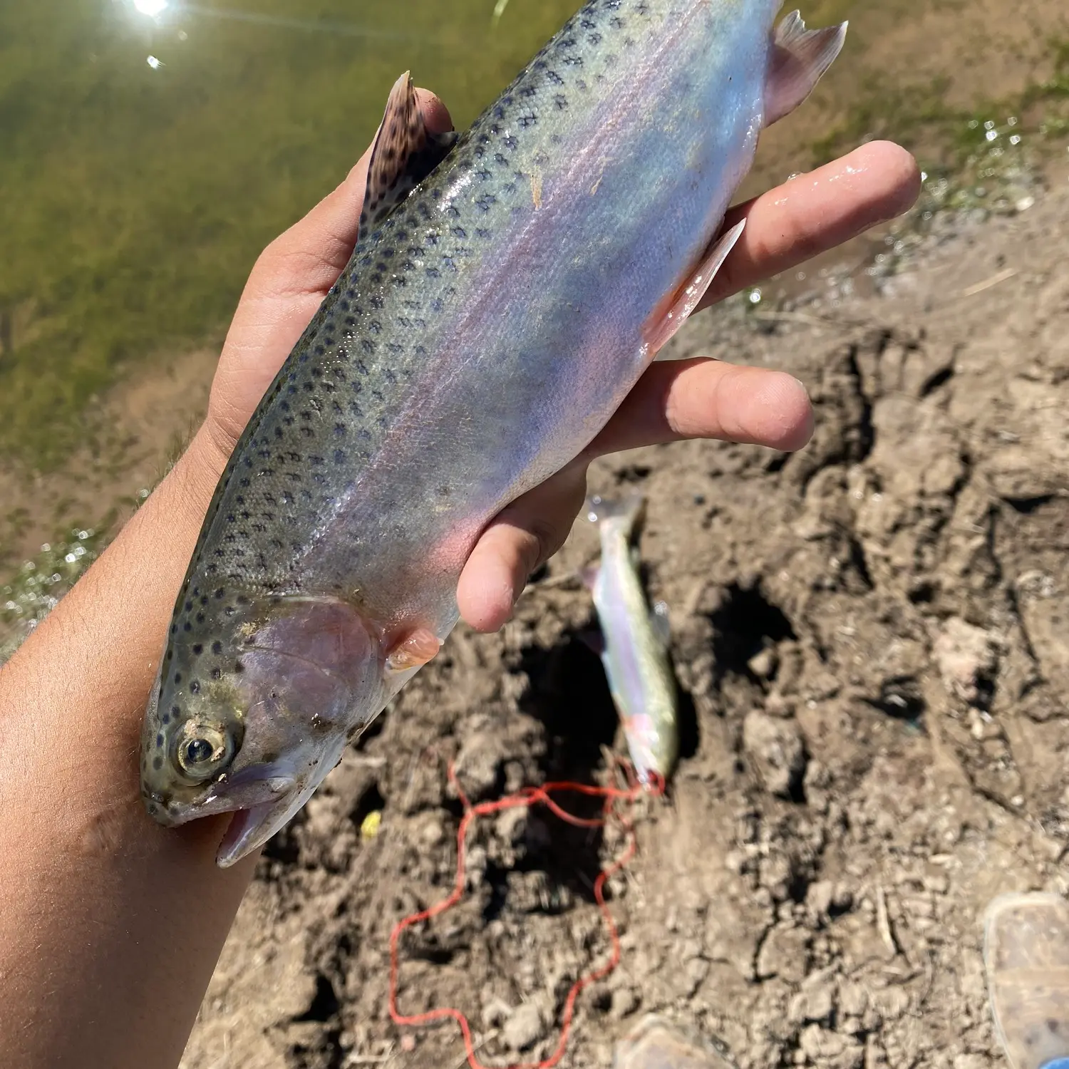 Black Ghost - Rocky River Trout Unlimited