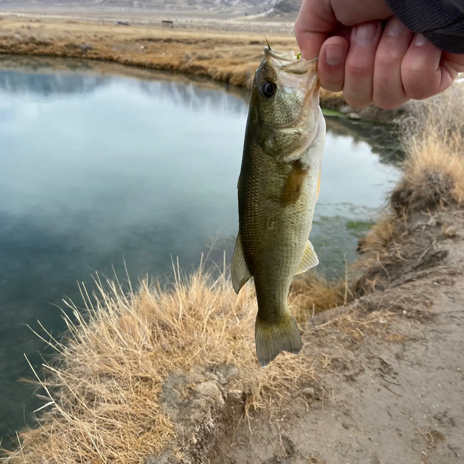 Utah Bass Fishing - Saratoga Springs Largemouth Bass Discovering
