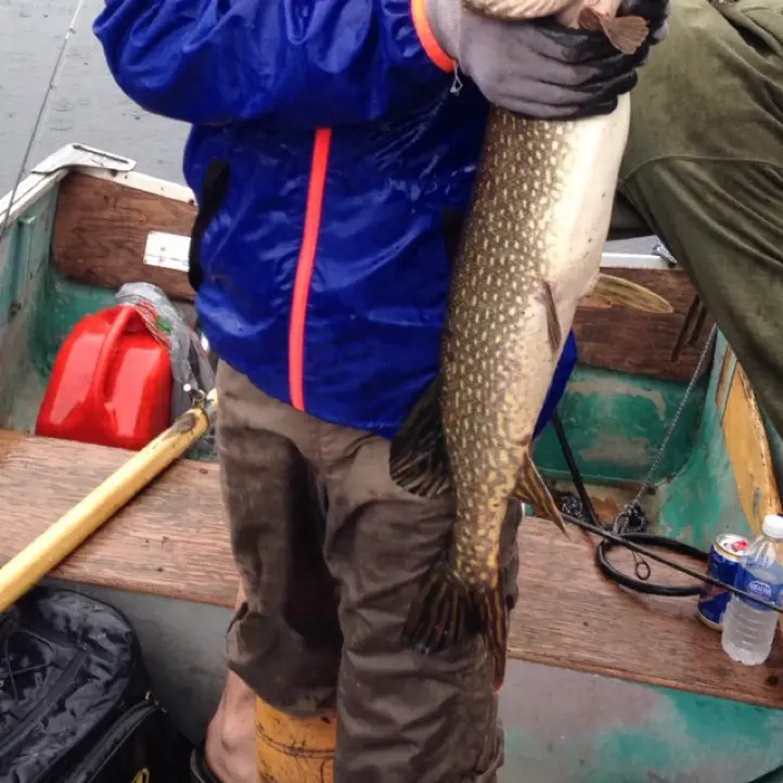 ᐅ Bells Lake fishing reports🎣• Ontario, Canada fishing