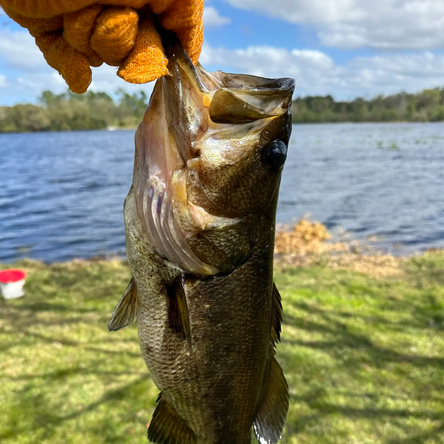 ᐅ Peacocks Pocket fishing reports🎣• Titusville, FL (United States) fishing