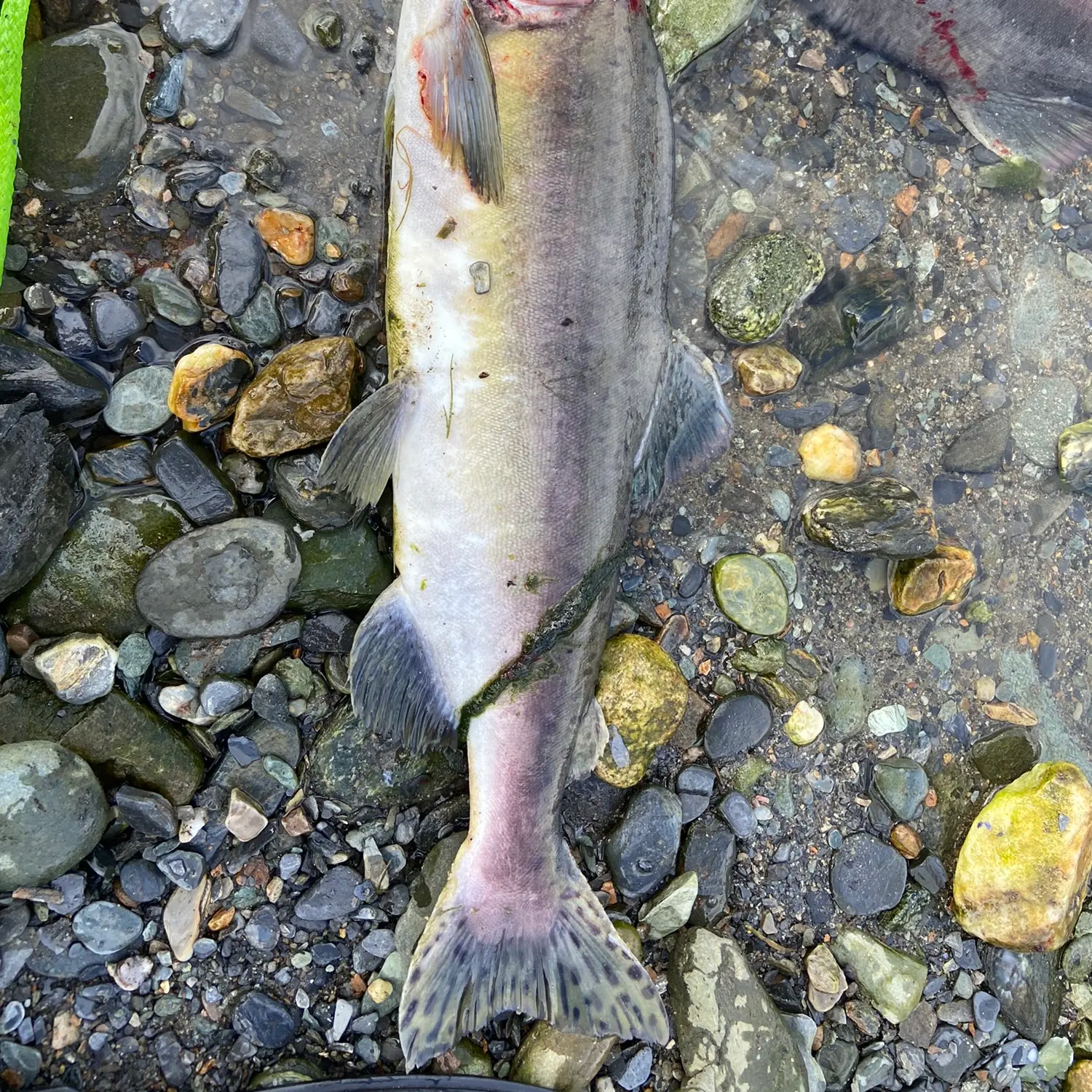 I was going after Coho but at least I didn't get skunked! Caught with a  pink Mepps Flying C lure. Cowee Creek, Alaska. : r/Fishing