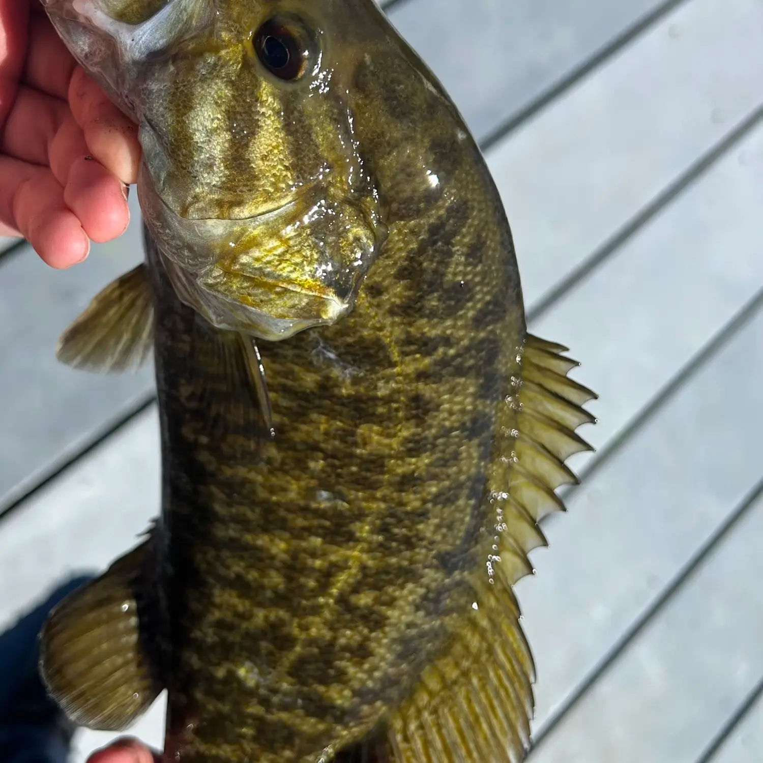 Green Lake Trout Fishing in Seattle