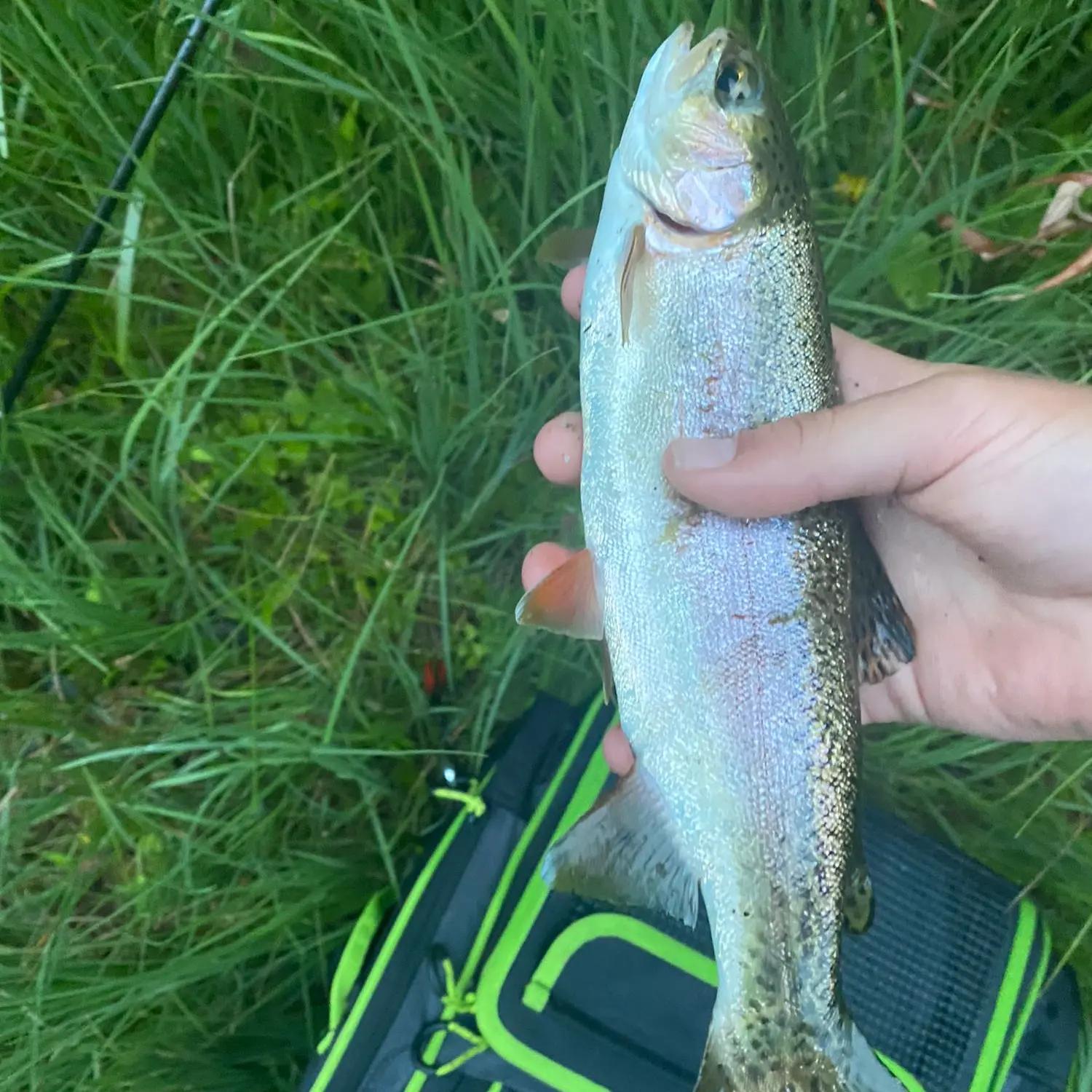 Mersey River Mission, Tasmanian Rainbow and Brown Trout