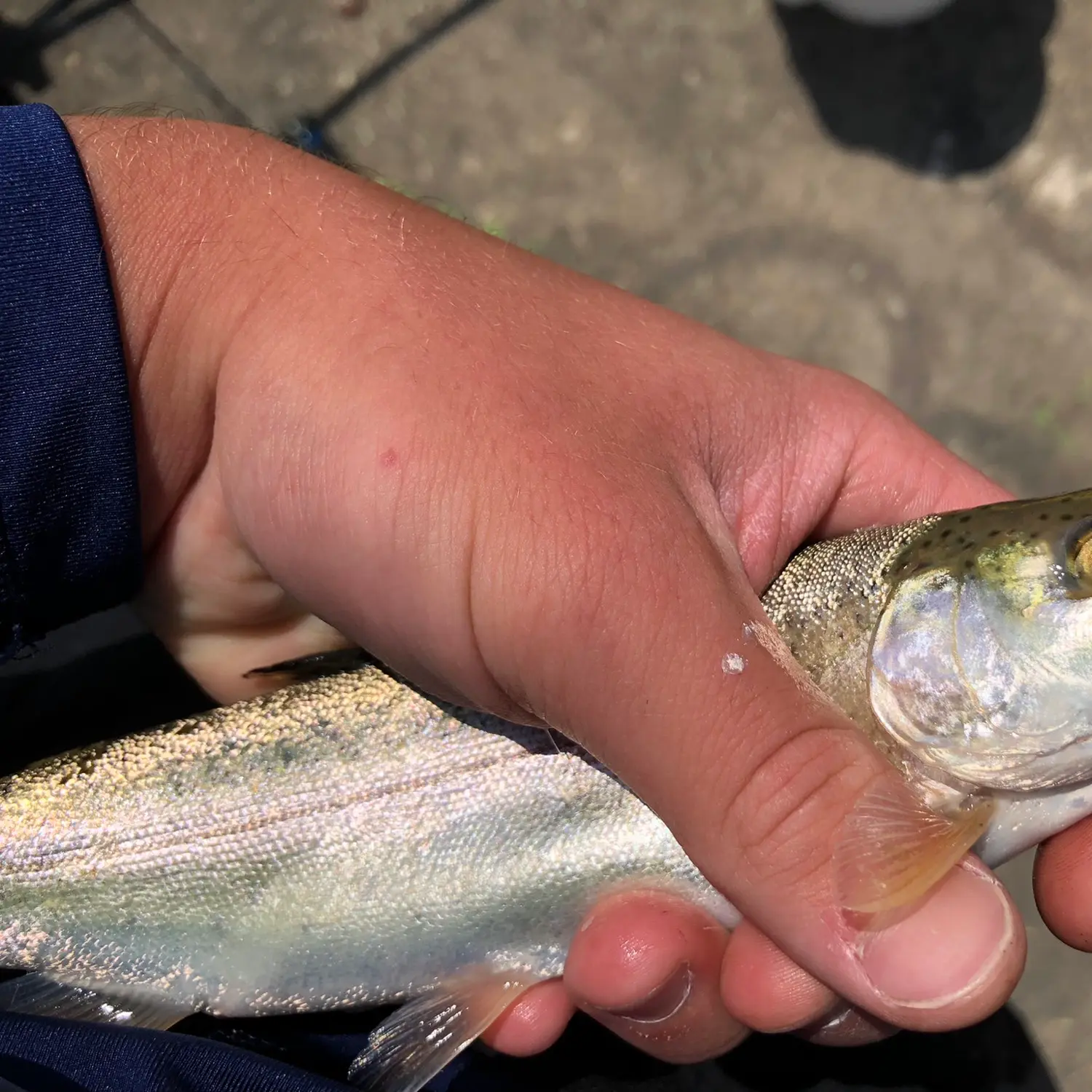 Steelhead a.k.a Rainbow Trout, 12 lbs, 33 inches off Montrose Harbor this  morning : r/chicago