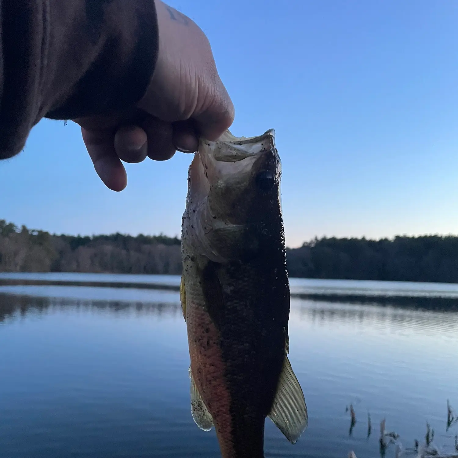 ᐅ Glen Echo Pond fishing reports🎣• Stoughton, MA (United States) fishing