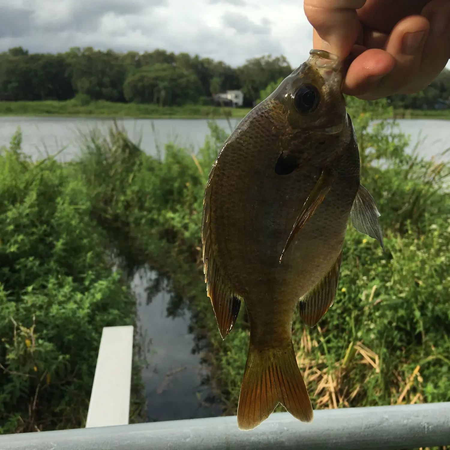ᐅ Lake Margaret fishing reports🎣• Conway, FL (United States) fishing