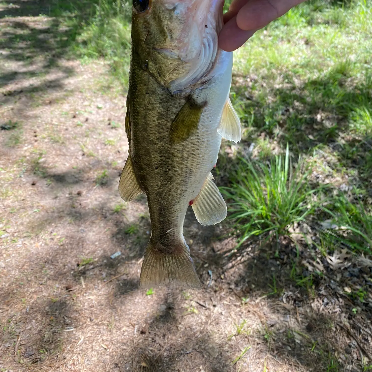 BASteinhagen Fishing Map