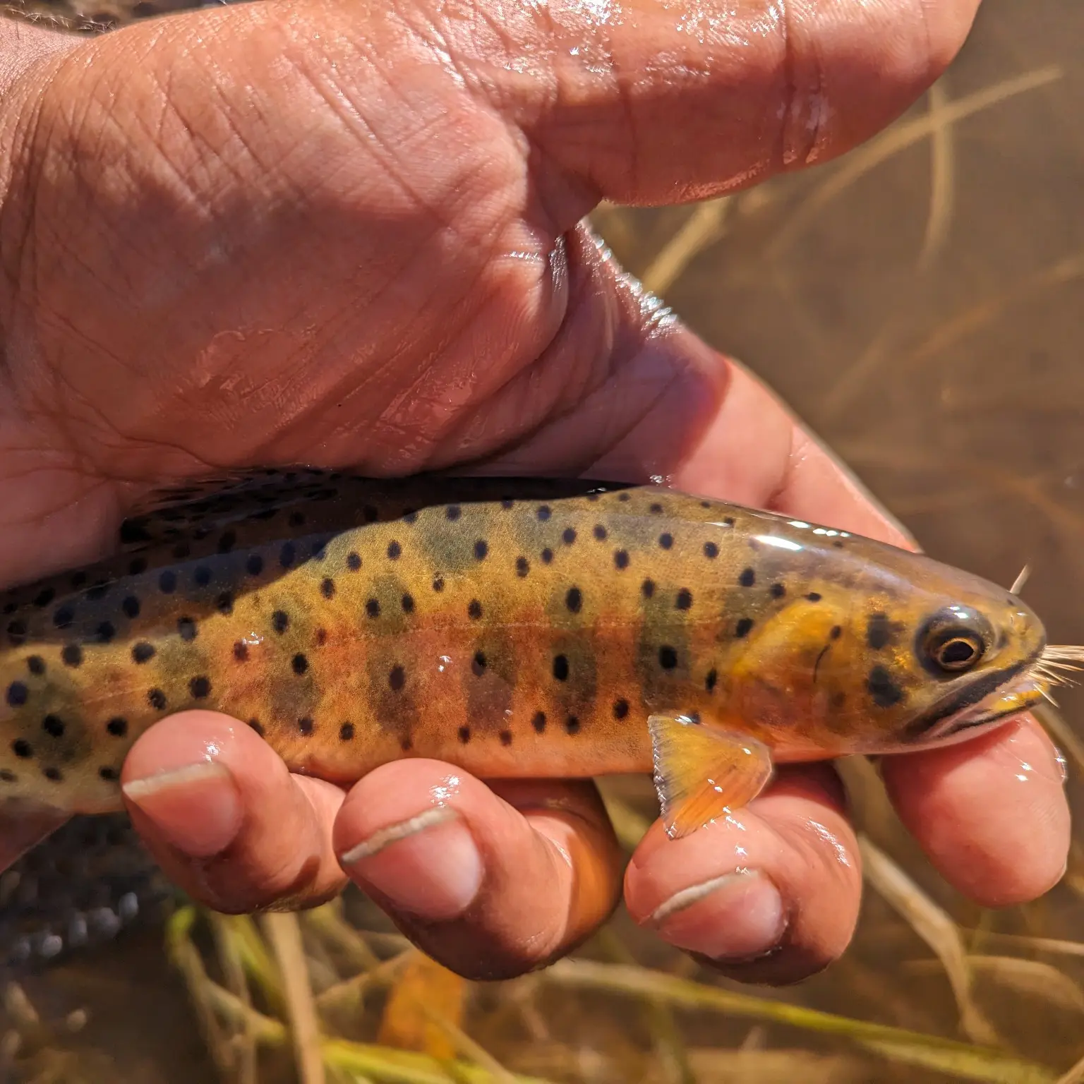 Greenback Cutthroat Trout Wobbler