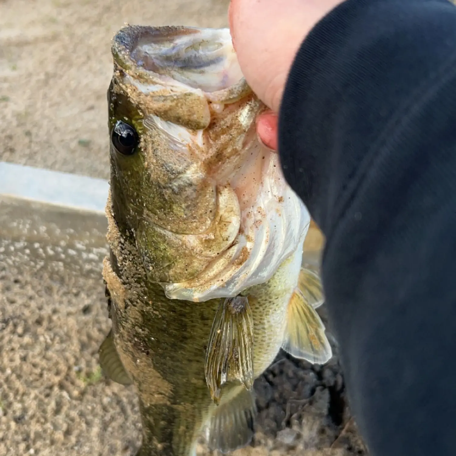 Pine Island Lake Fishing Map