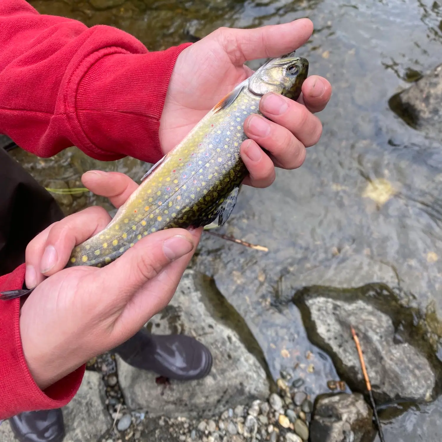 ᐅ Lucy Brook fishing reports🎣• Berlin, NH (United States) fishing