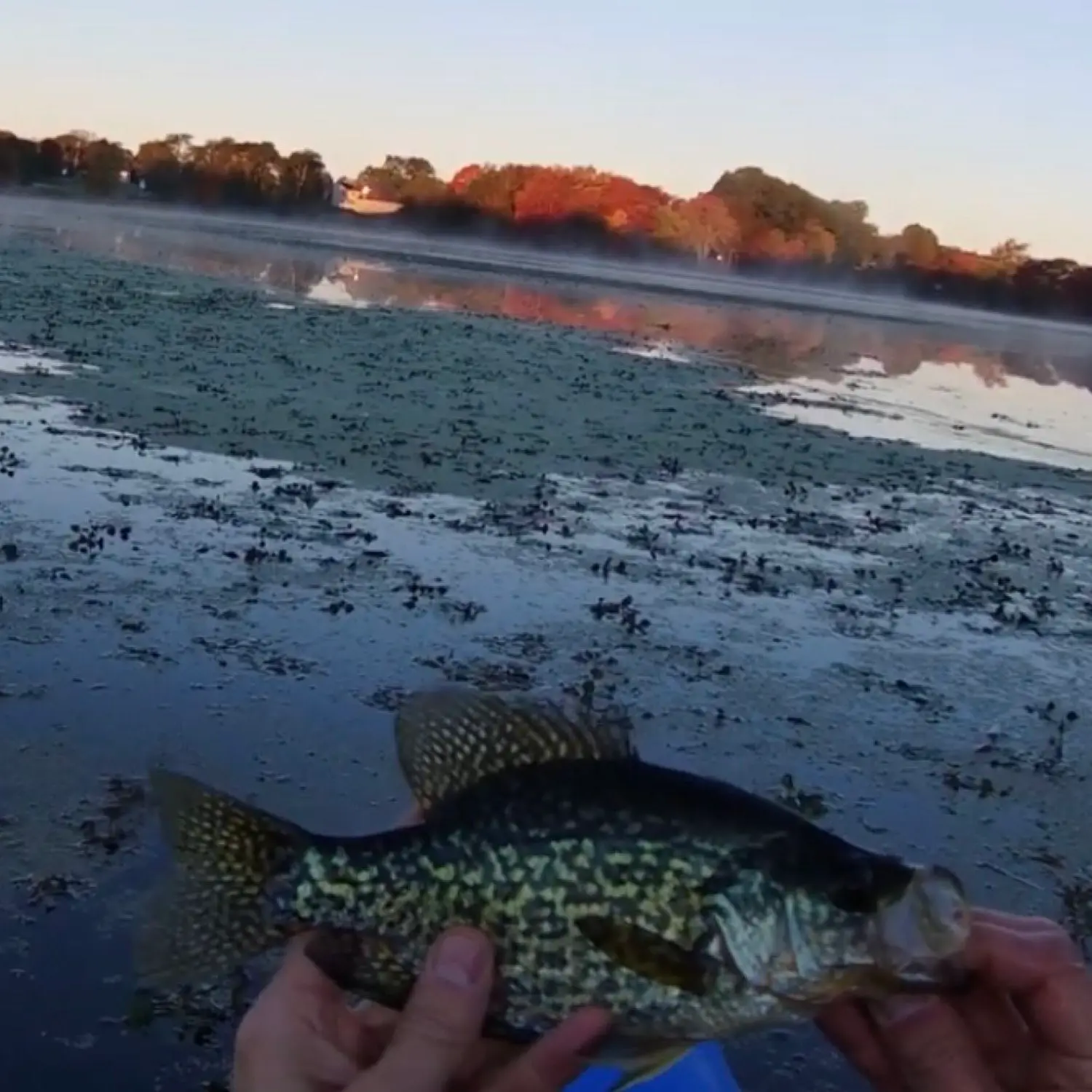 Fishing Log  Shad Fishing