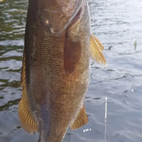 Palfrey Lake Lodge - Fishing