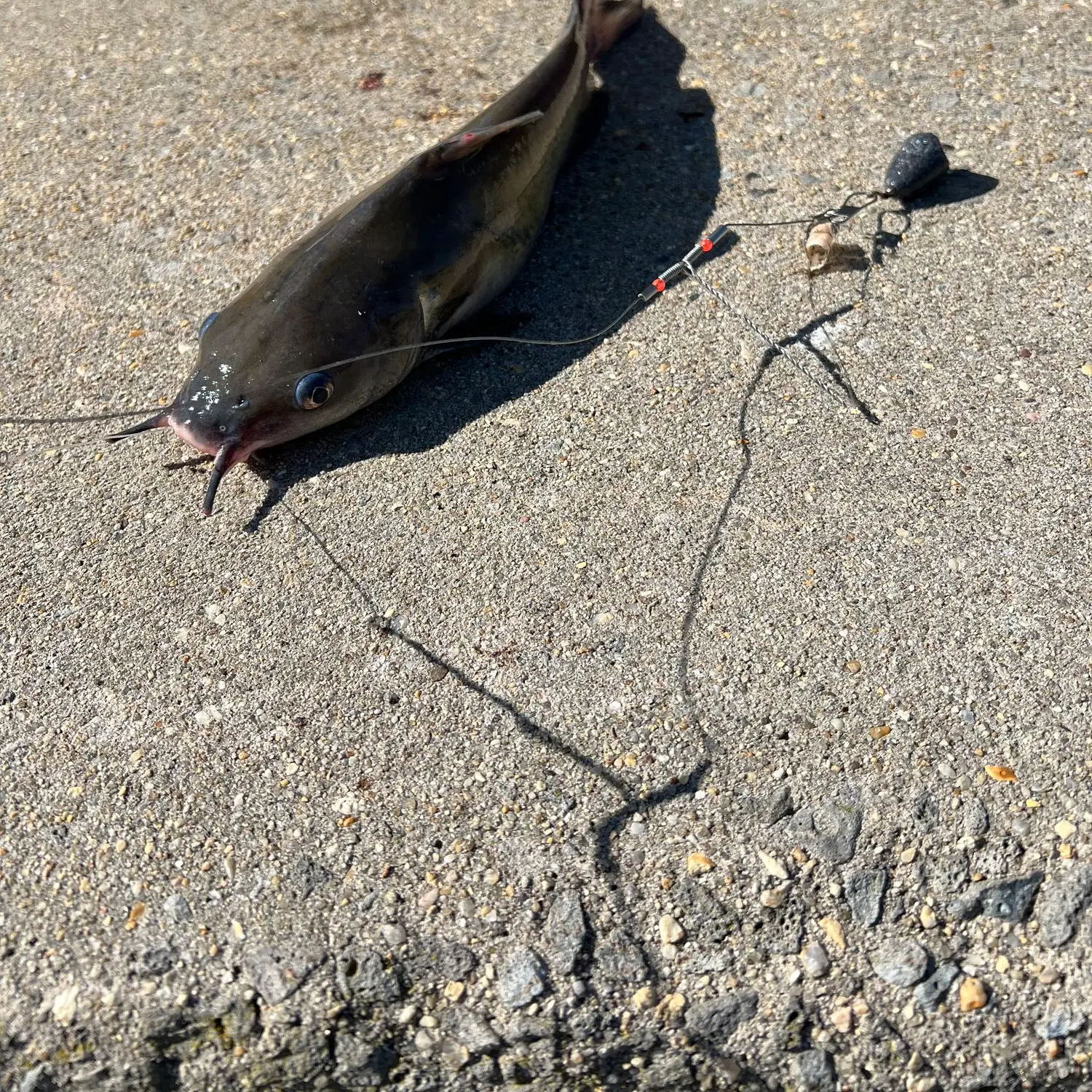 Bill Burton Fishing Pier fishing reports Cambridge fishing