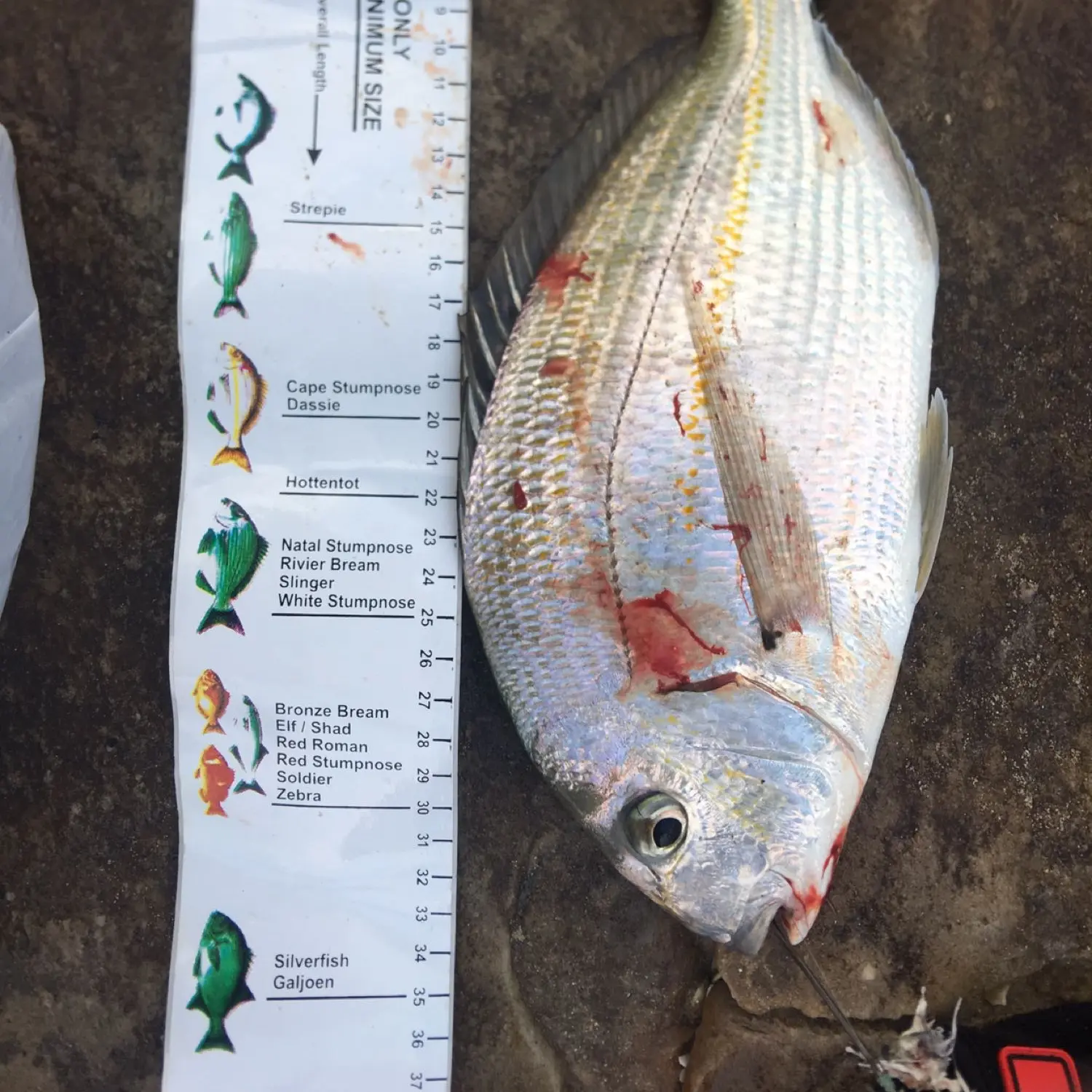 ᐅ Piesangrivier fishing reports🎣• Western Cape, South Africa fishing