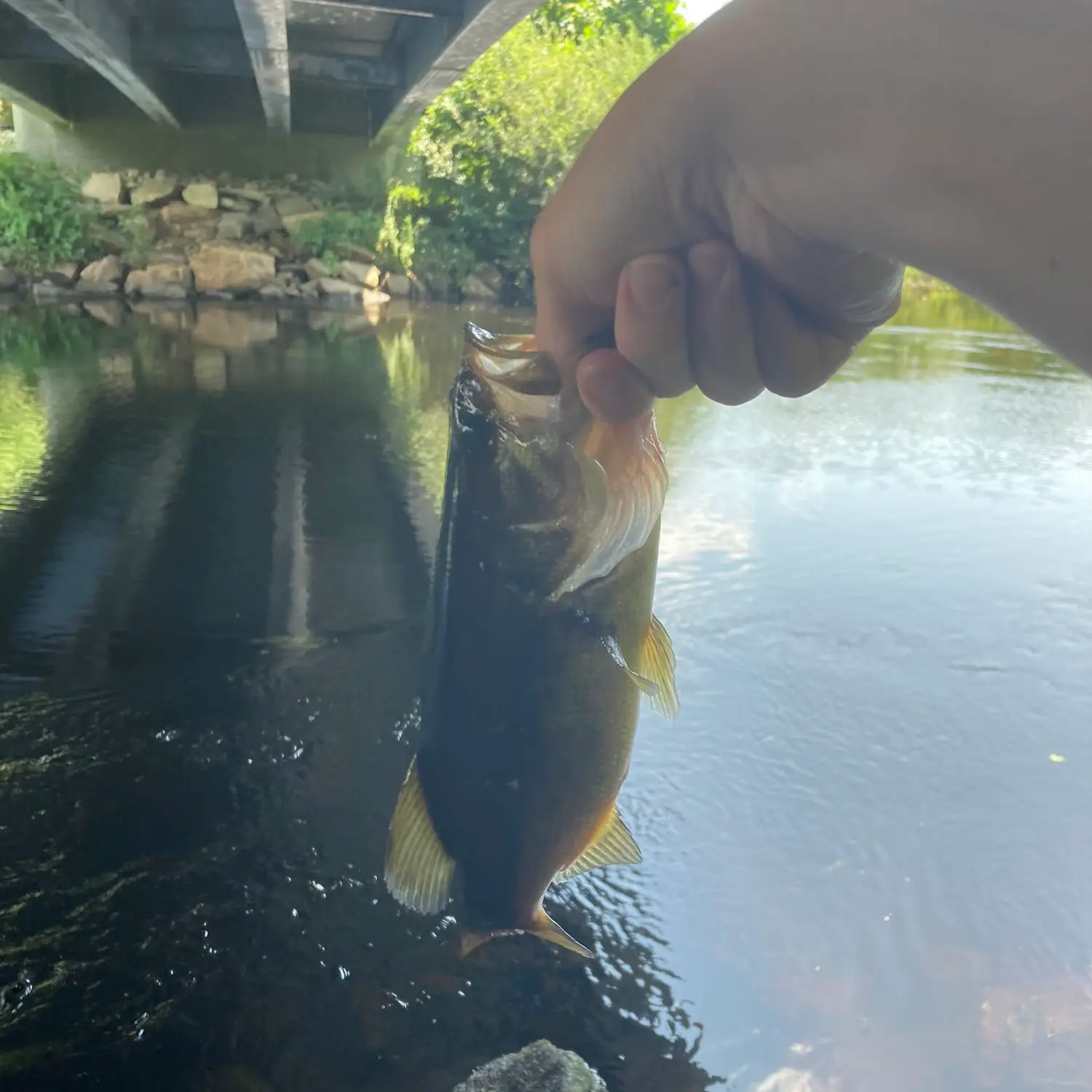 ᐅ Pawcatuck River fishing reports🎣• Stonington, RI (United States) fishing