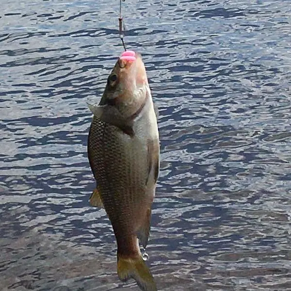 Finding & Catching Lake Monticello White Perch 