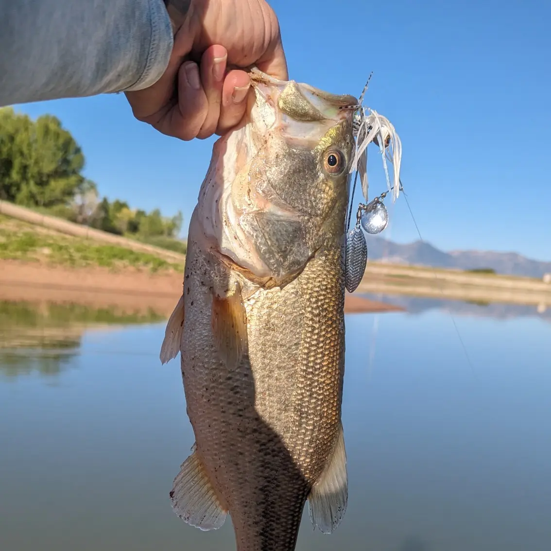 ᐅ Badding Reservoir fishing reports🎣• Federal Heights, CO (United States)  fishing